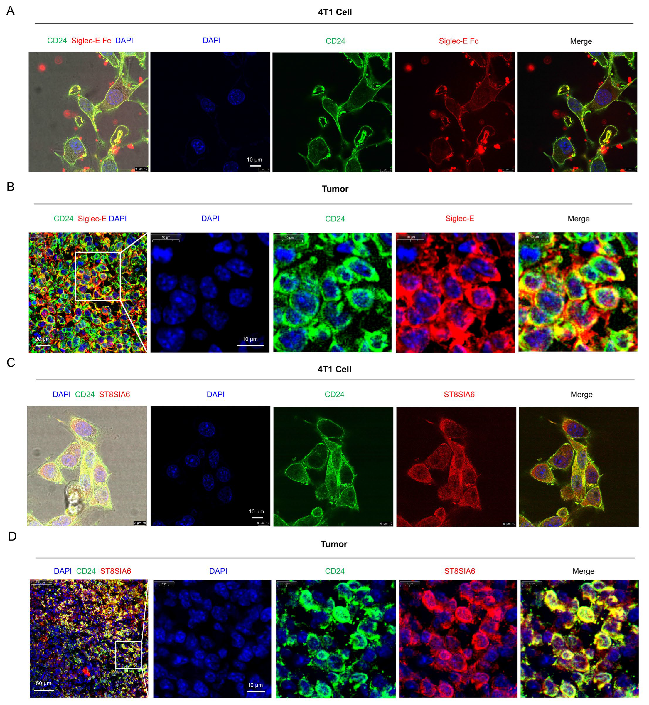 Cells 14 00009 g007 Cells 14 00009 g007