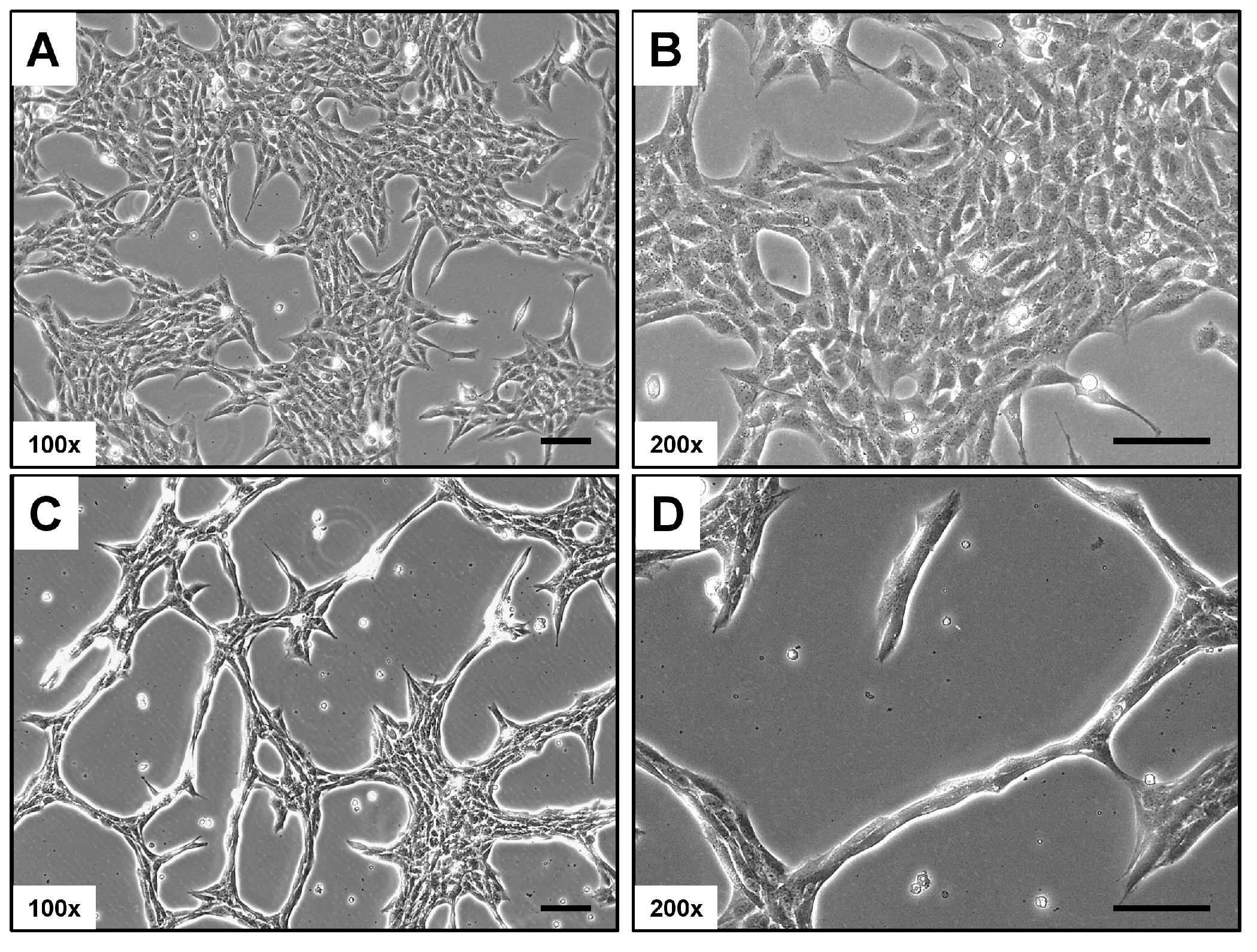 Cells 14 00021 g001 Cells 14 00021 g001