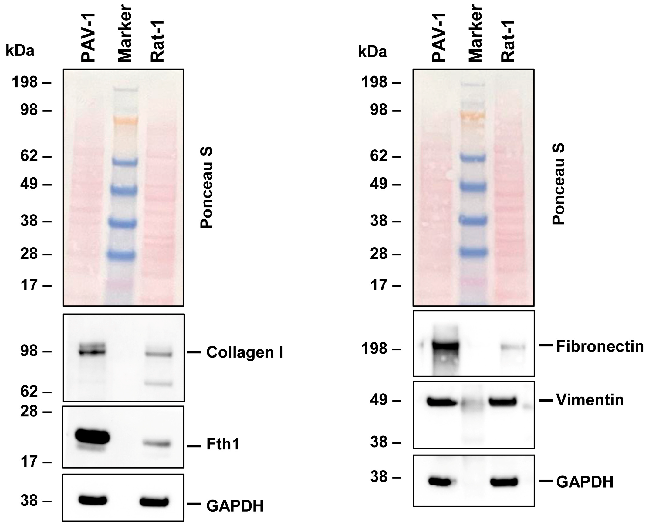 Cells 14 00021 g003 Cells 14 00021 g003