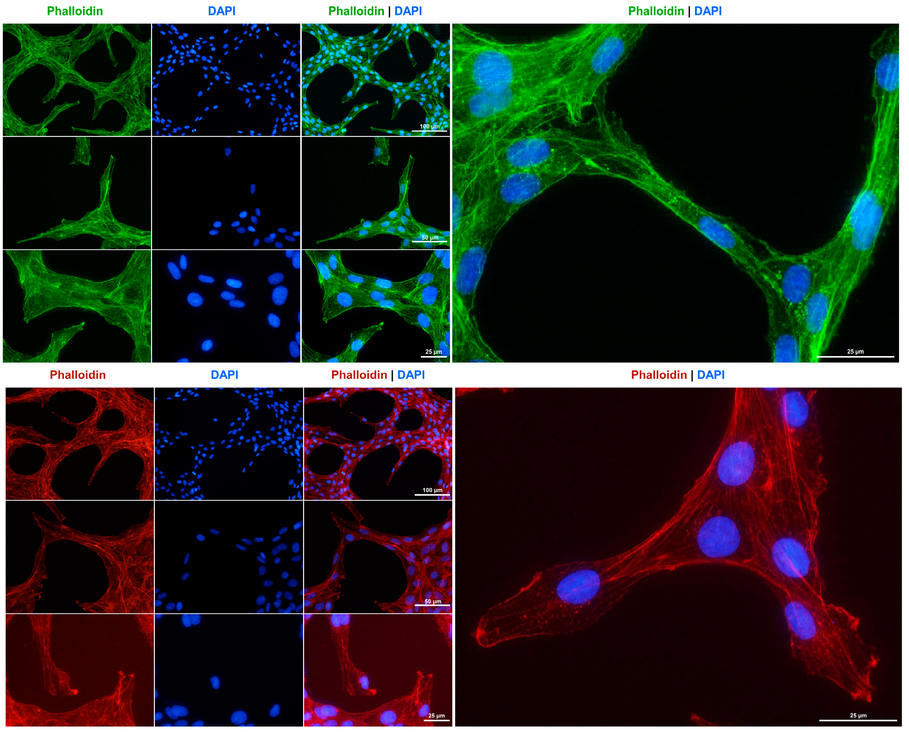Cells 14 00021 g004 Cells 14 00021 g004