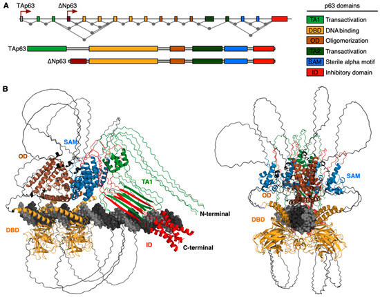 p63: A Master Regulator at the Crossroads Between