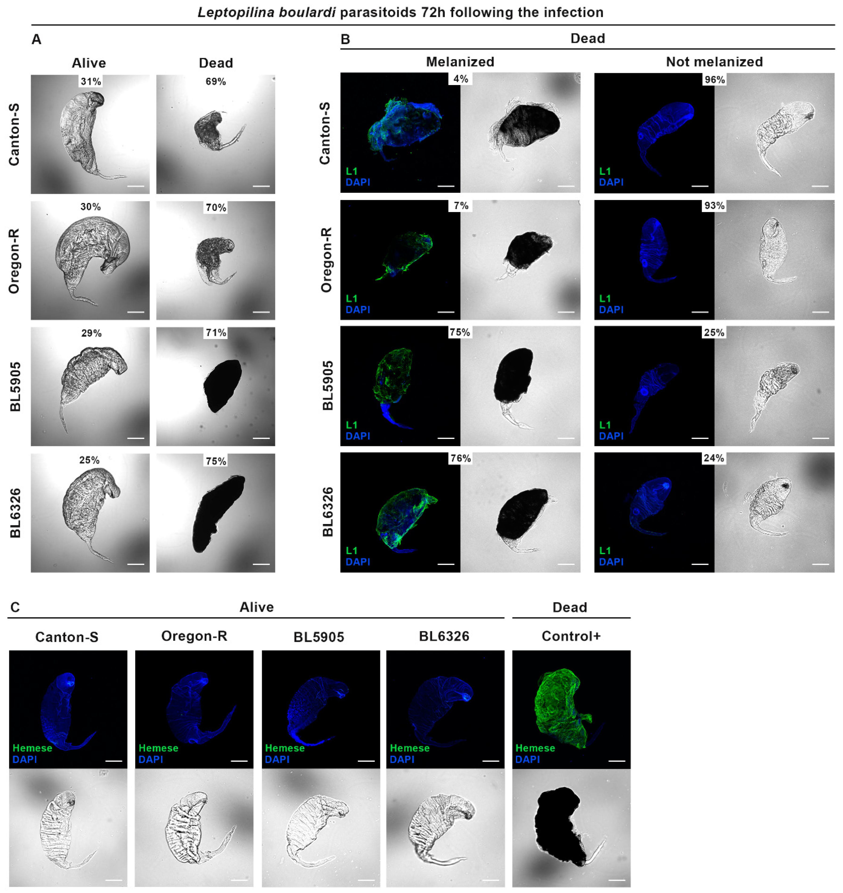 Cells 14 00046 g002 Cells 14 00046 g002