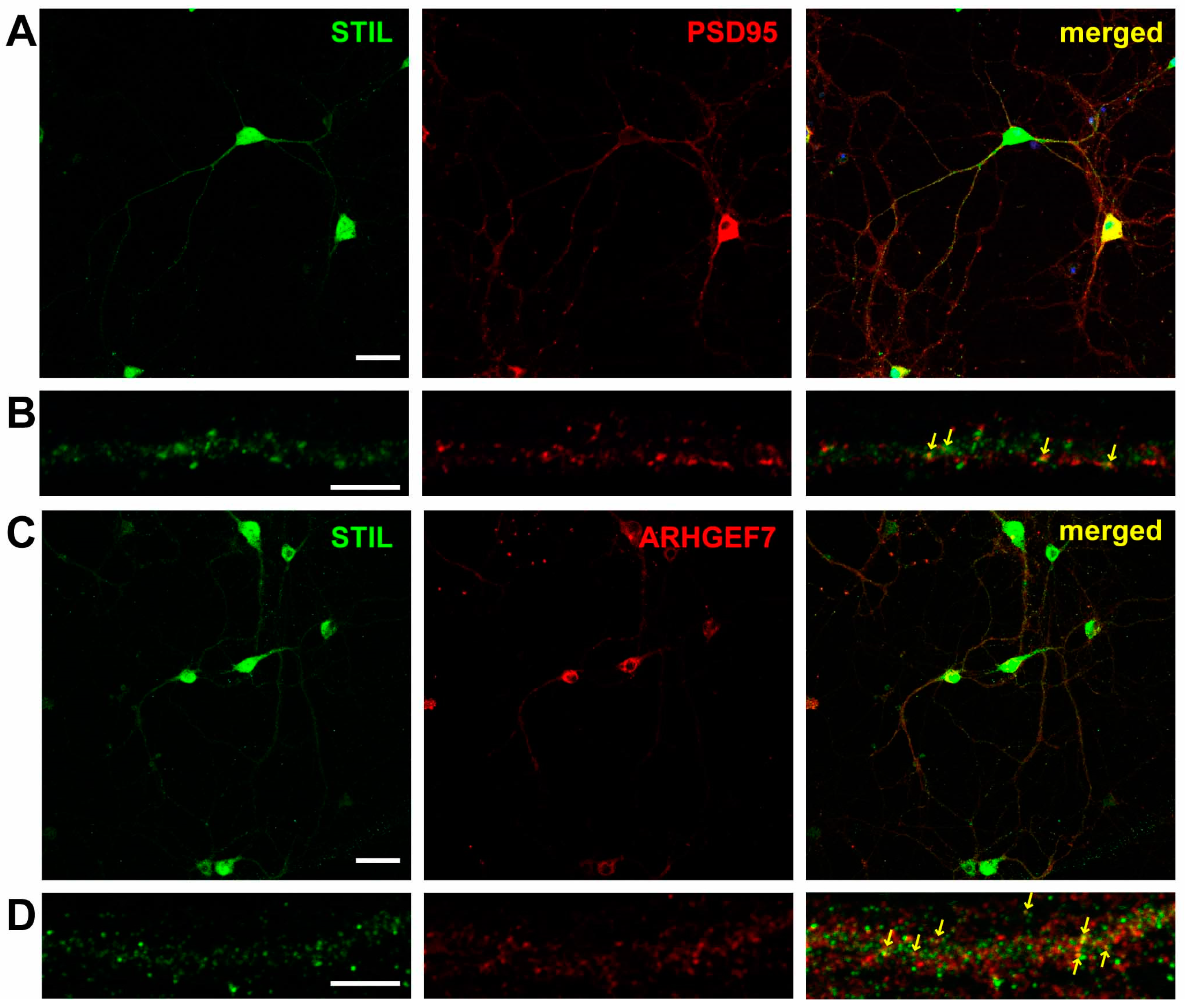 Cells 14 00062 g001 Cells 14 00062 g001