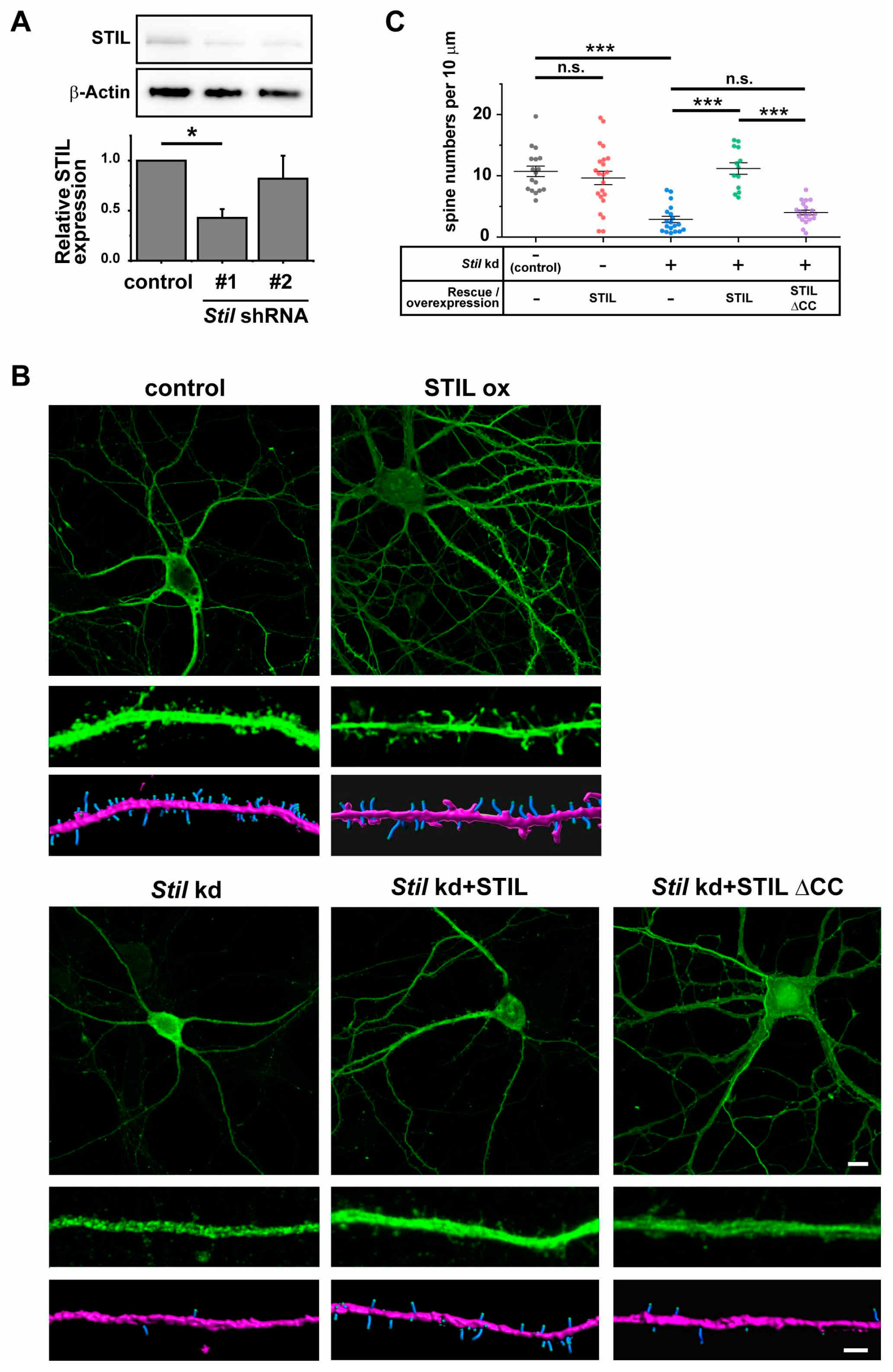 Cells 14 00062 g003 Cells 14 00062 g003