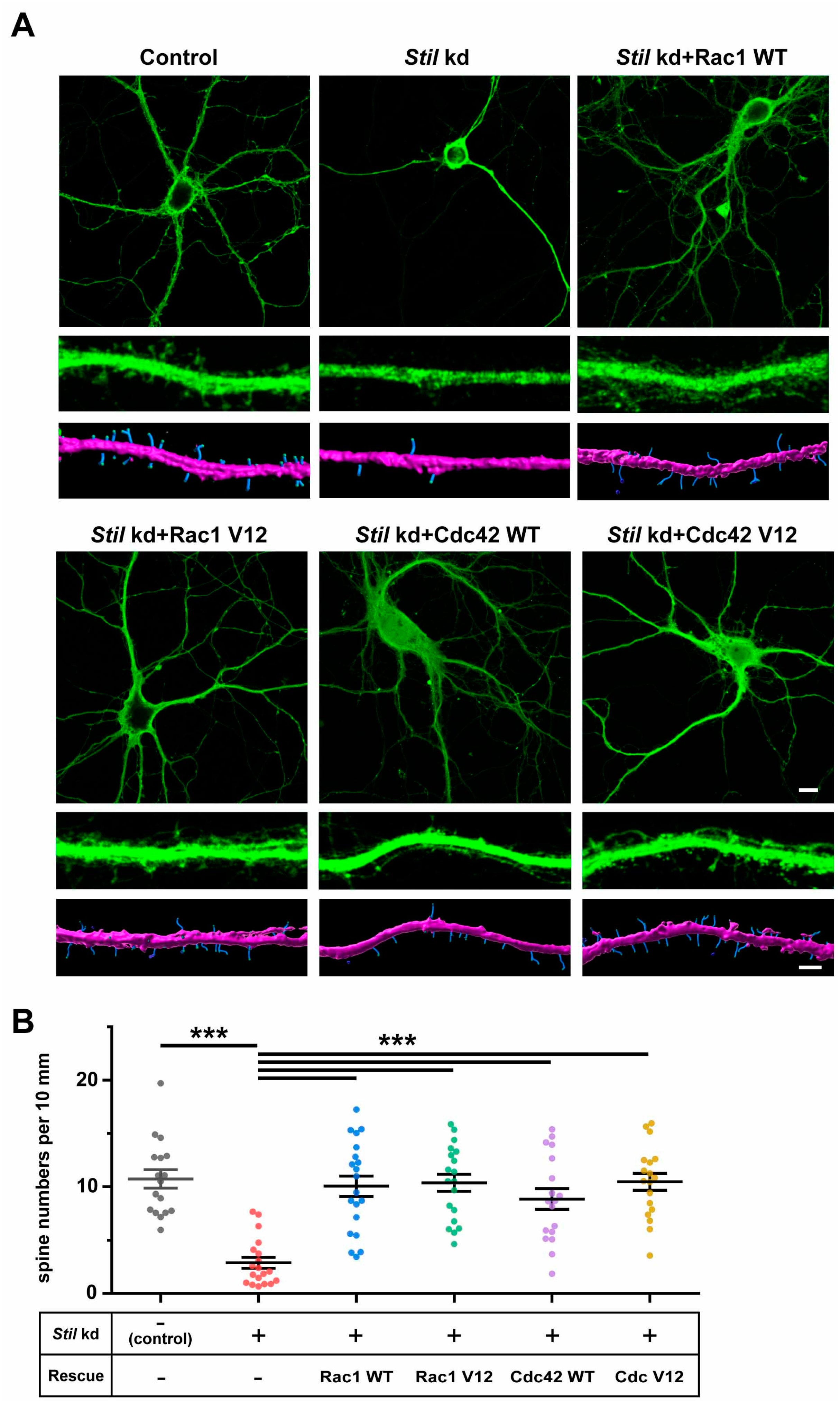 Cells 14 00062 g004 Cells 14 00062 g004