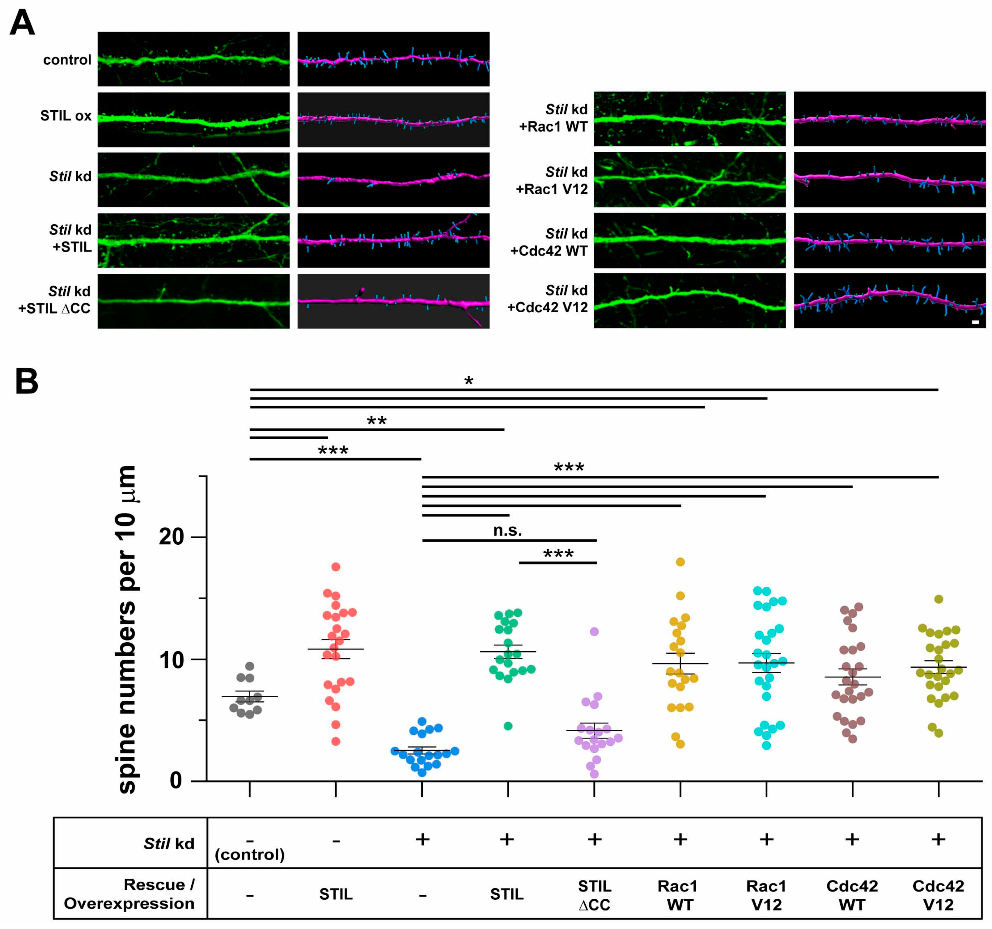 Cells 14 00062 g007 Cells 14 00062 g007
