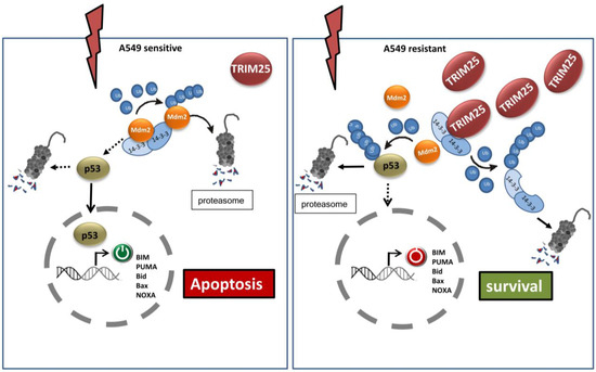 Rann様 TRIM25: A Global Player of Cell Death Pathways and Promising