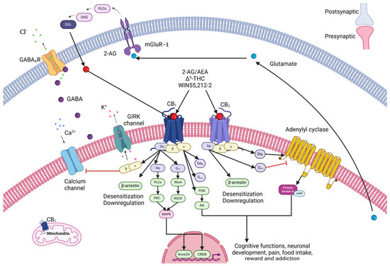 Modeling the Effect of Cannabinoid Exposure During Human