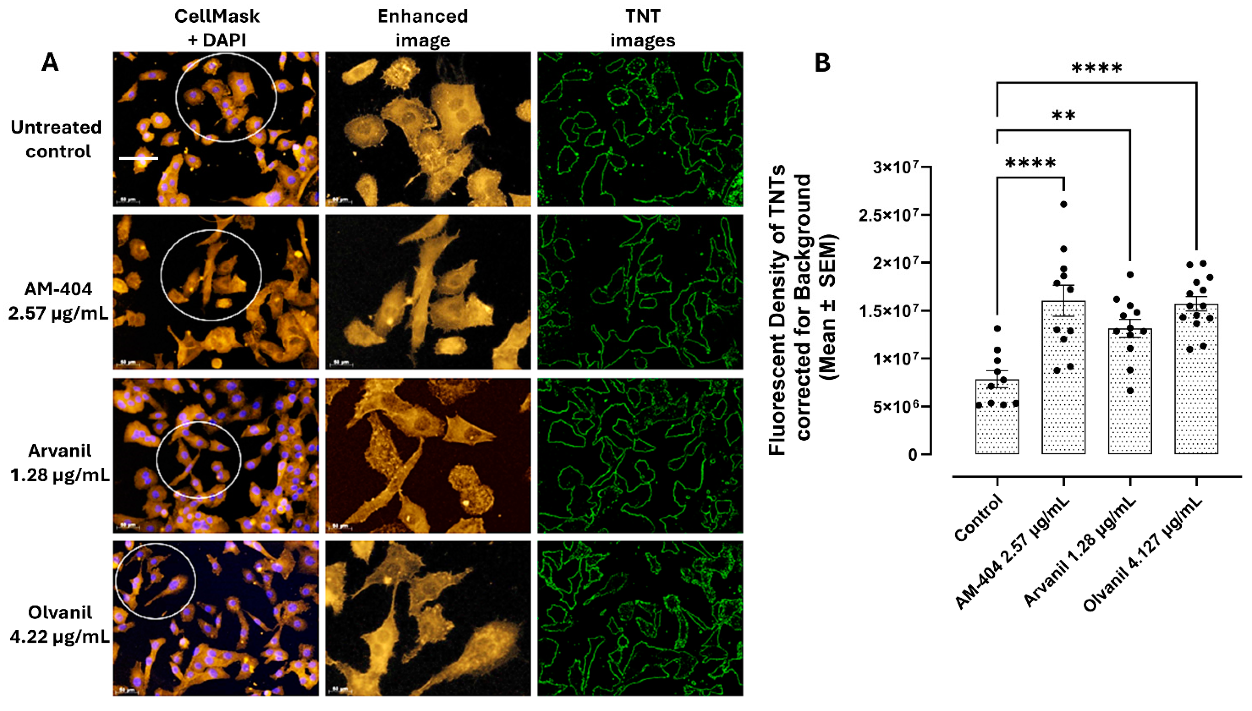 Cells 14 00071 g001a