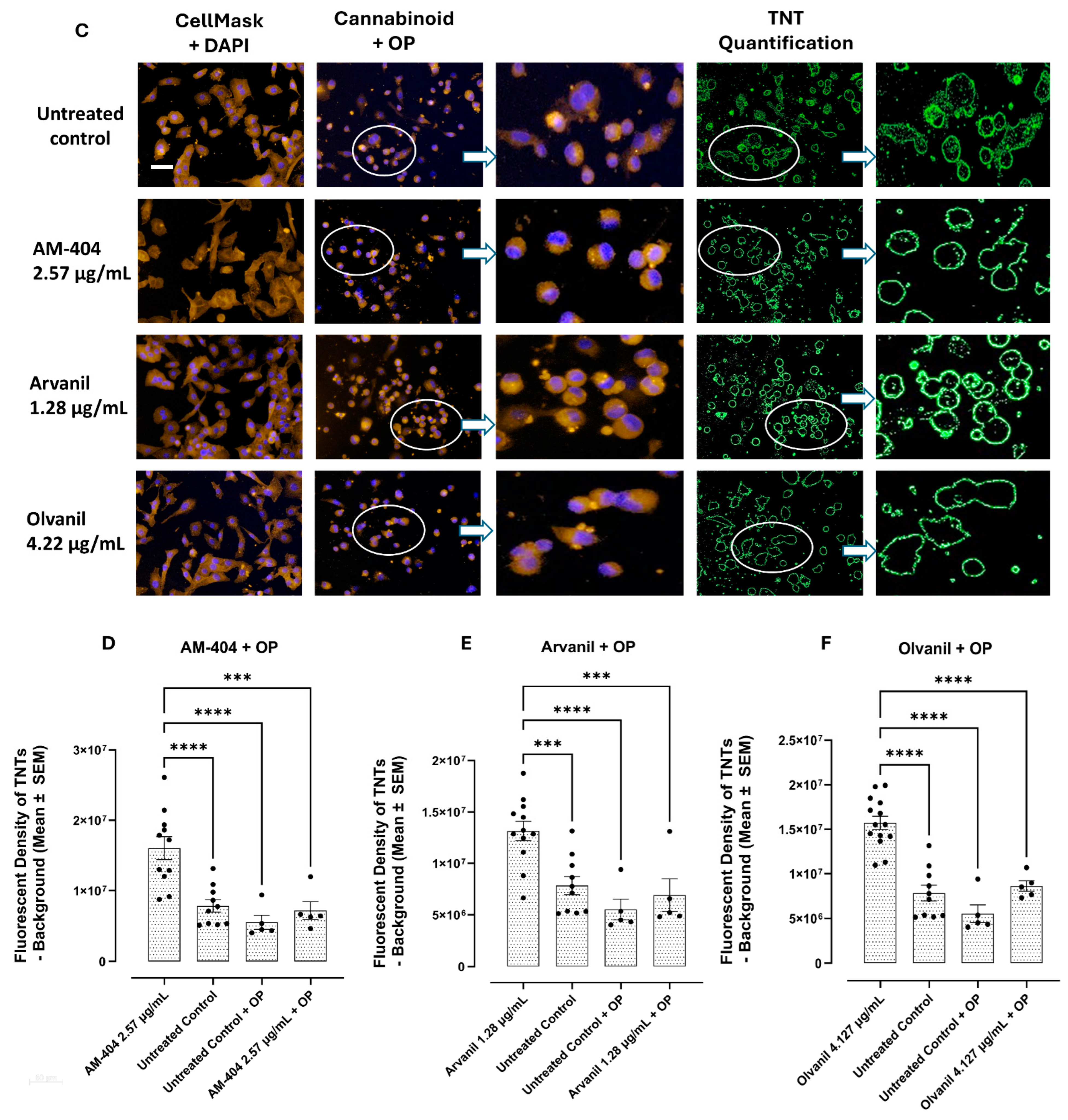 Cells 14 00071 g001b