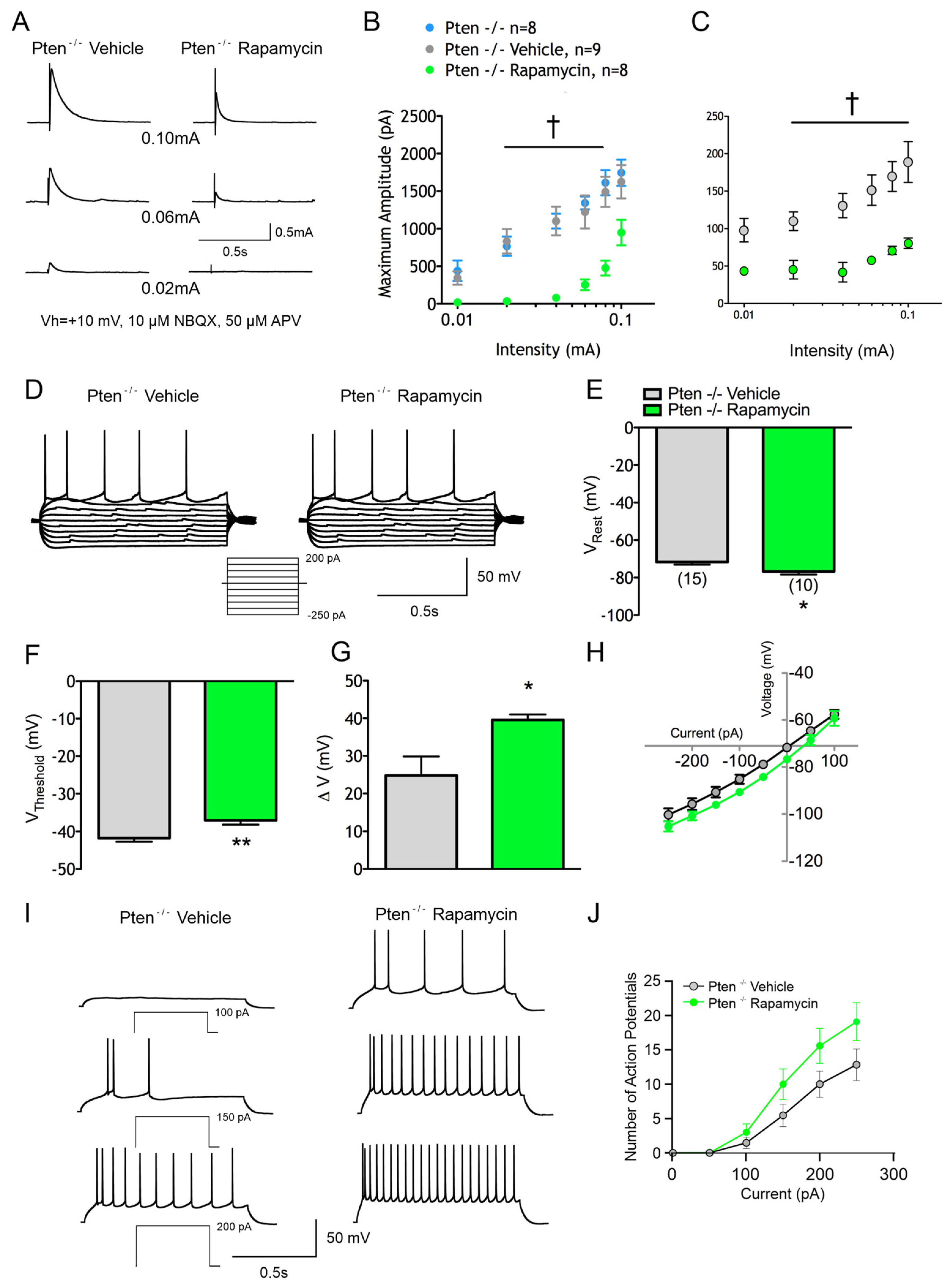 Cells 14 00079 g005 Cells 14 00079 g005
