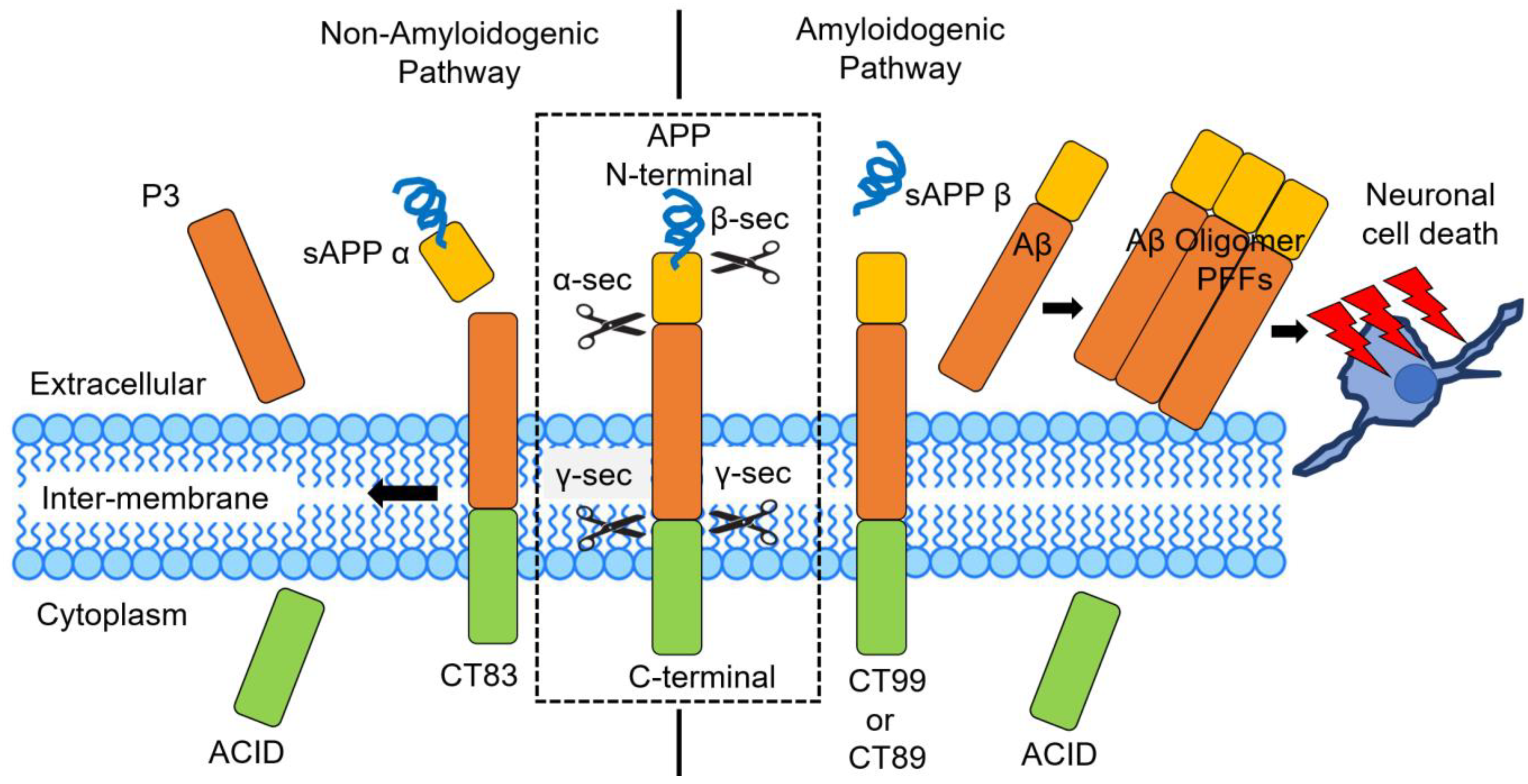 Cells 14 00089 g001 Cells 14 00089 g001