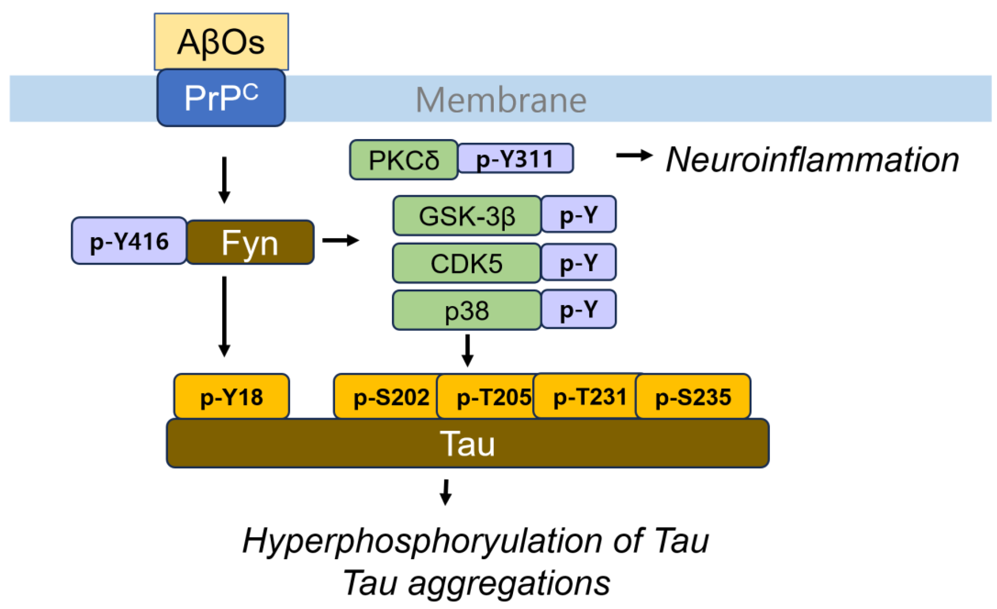 Cells 14 00089 g003 Cells 14 00089 g003