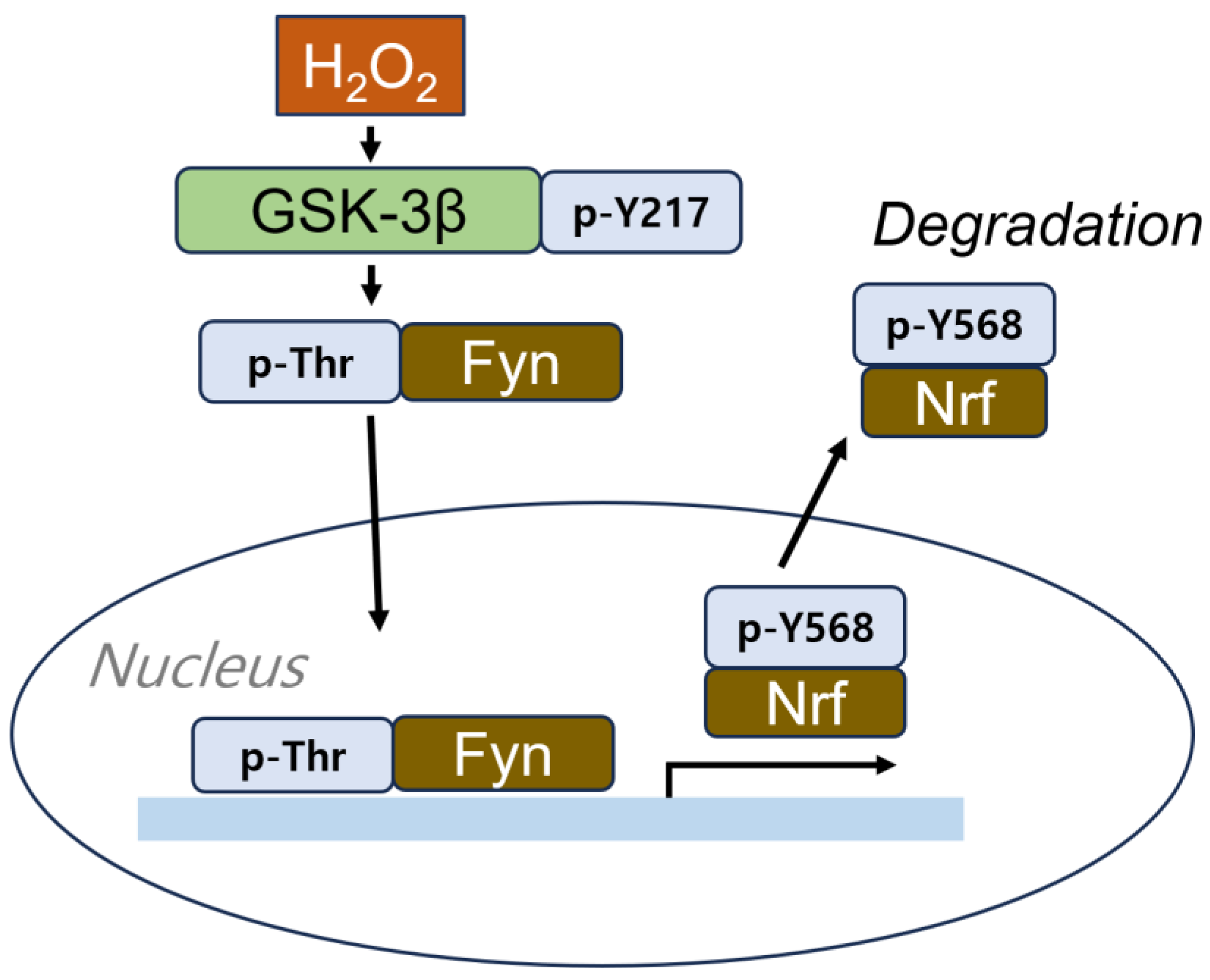 Cells 14 00089 g004 Cells 14 00089 g004