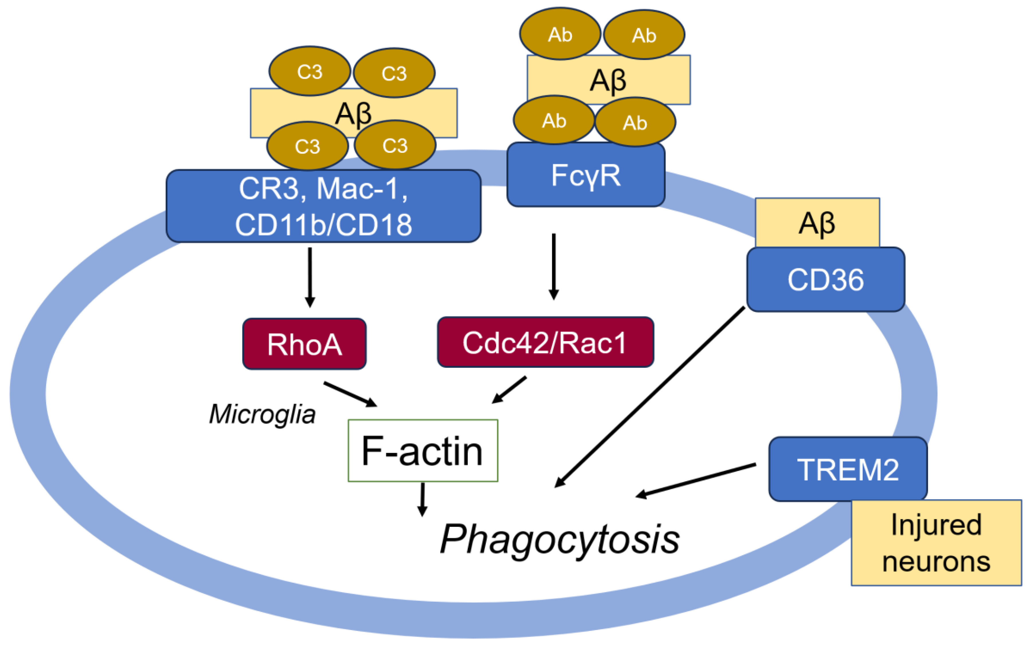 Cells 14 00089 g006 Cells 14 00089 g006