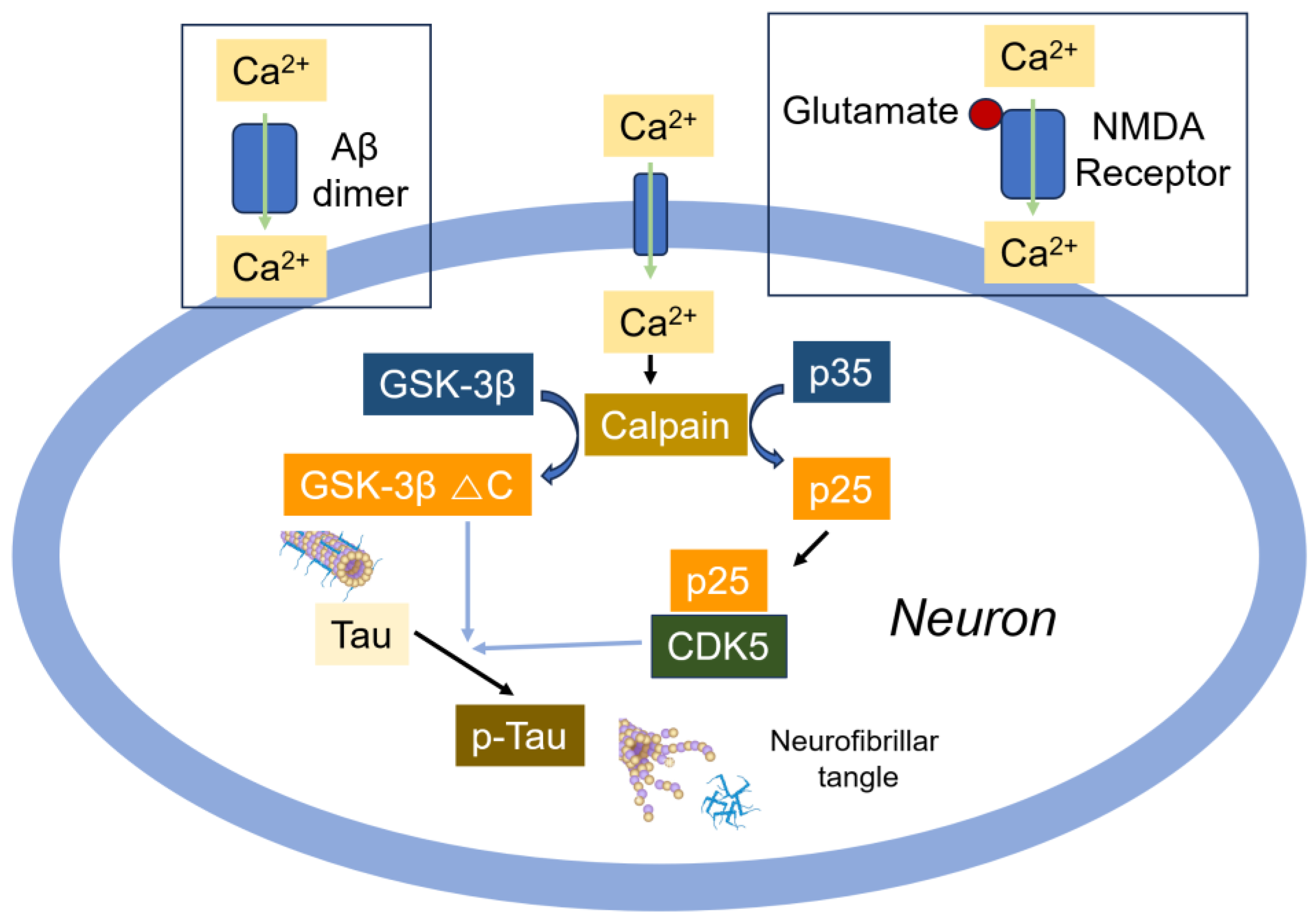 Cells 14 00089 g011 Cells 14 00089 g011