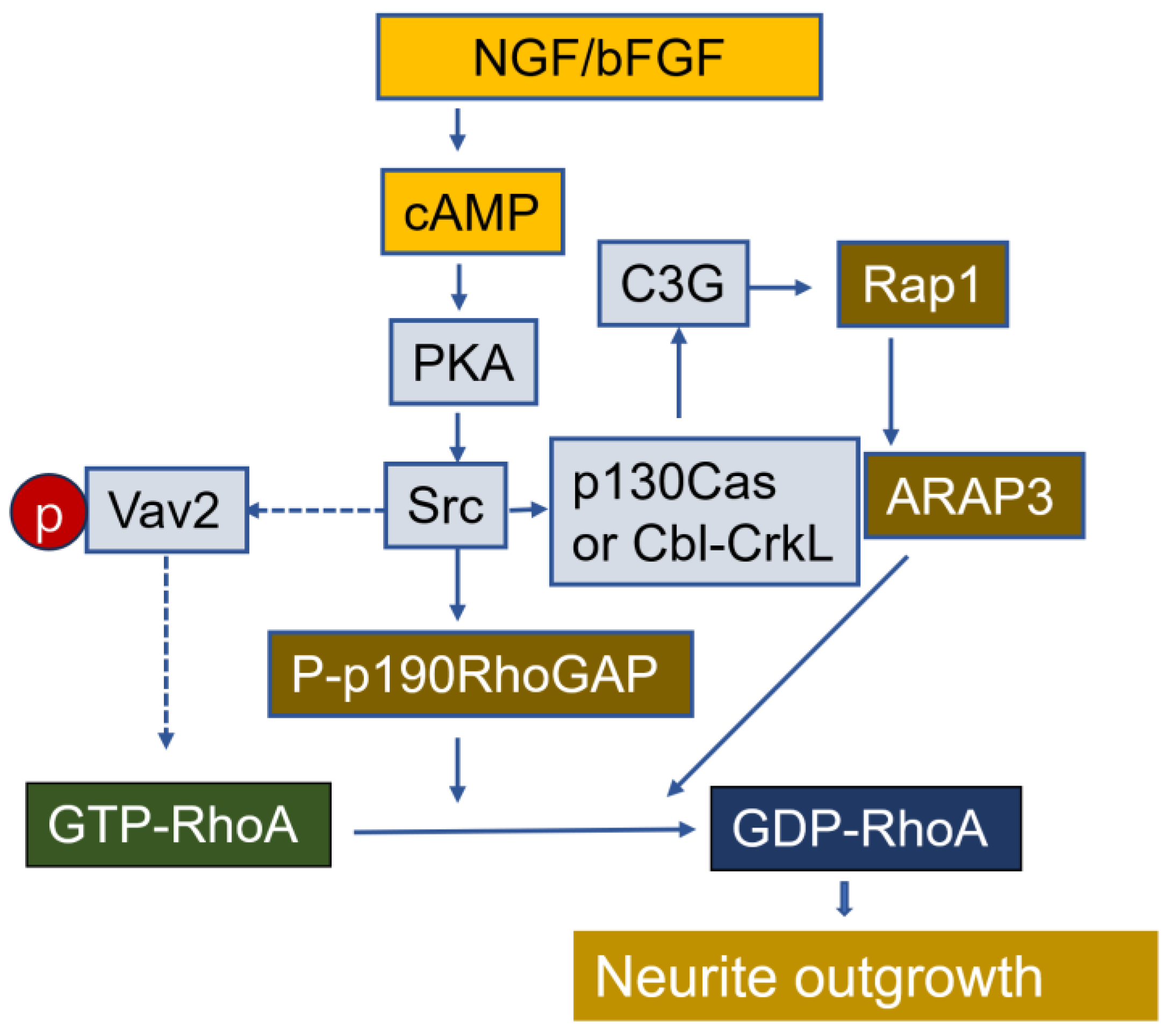 Cells 14 00089 g013 Cells 14 00089 g013