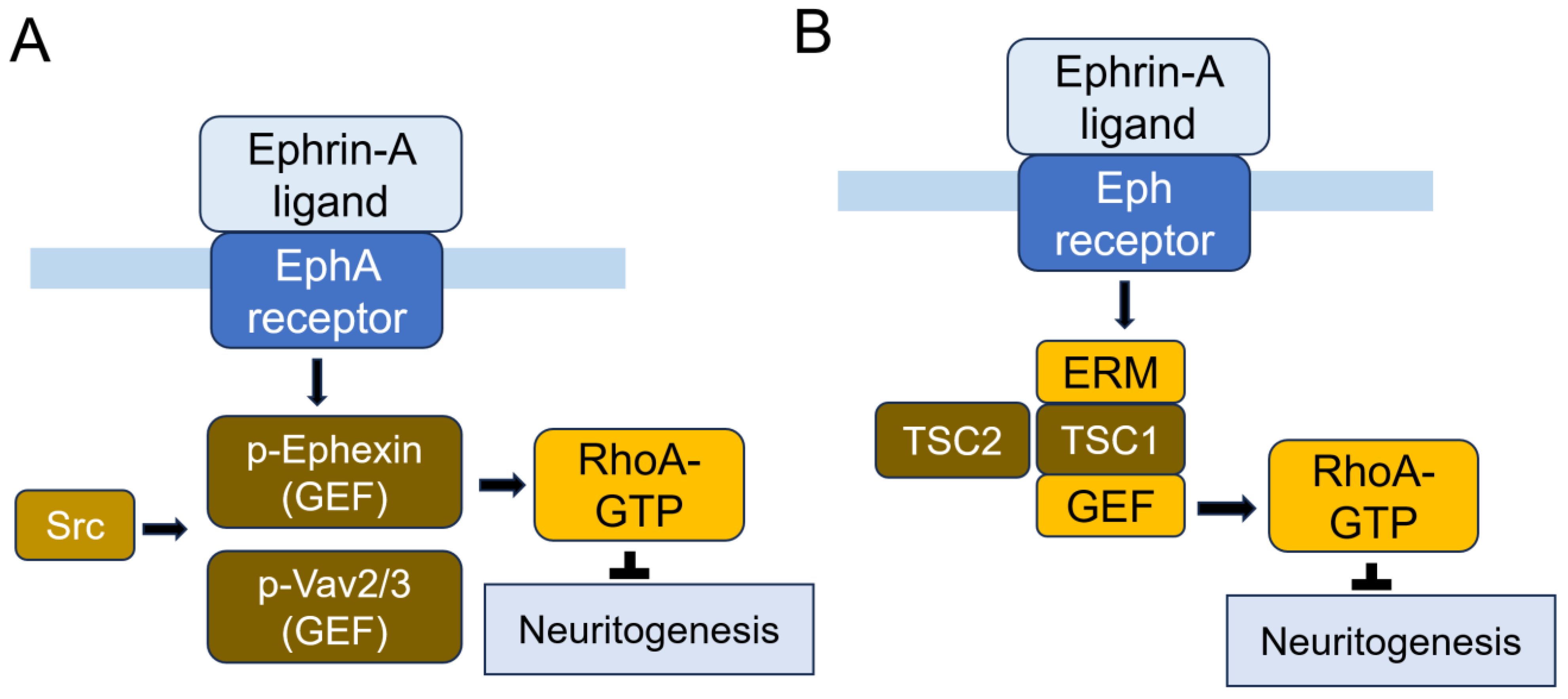 Cells 14 00089 g015 Cells 14 00089 g015