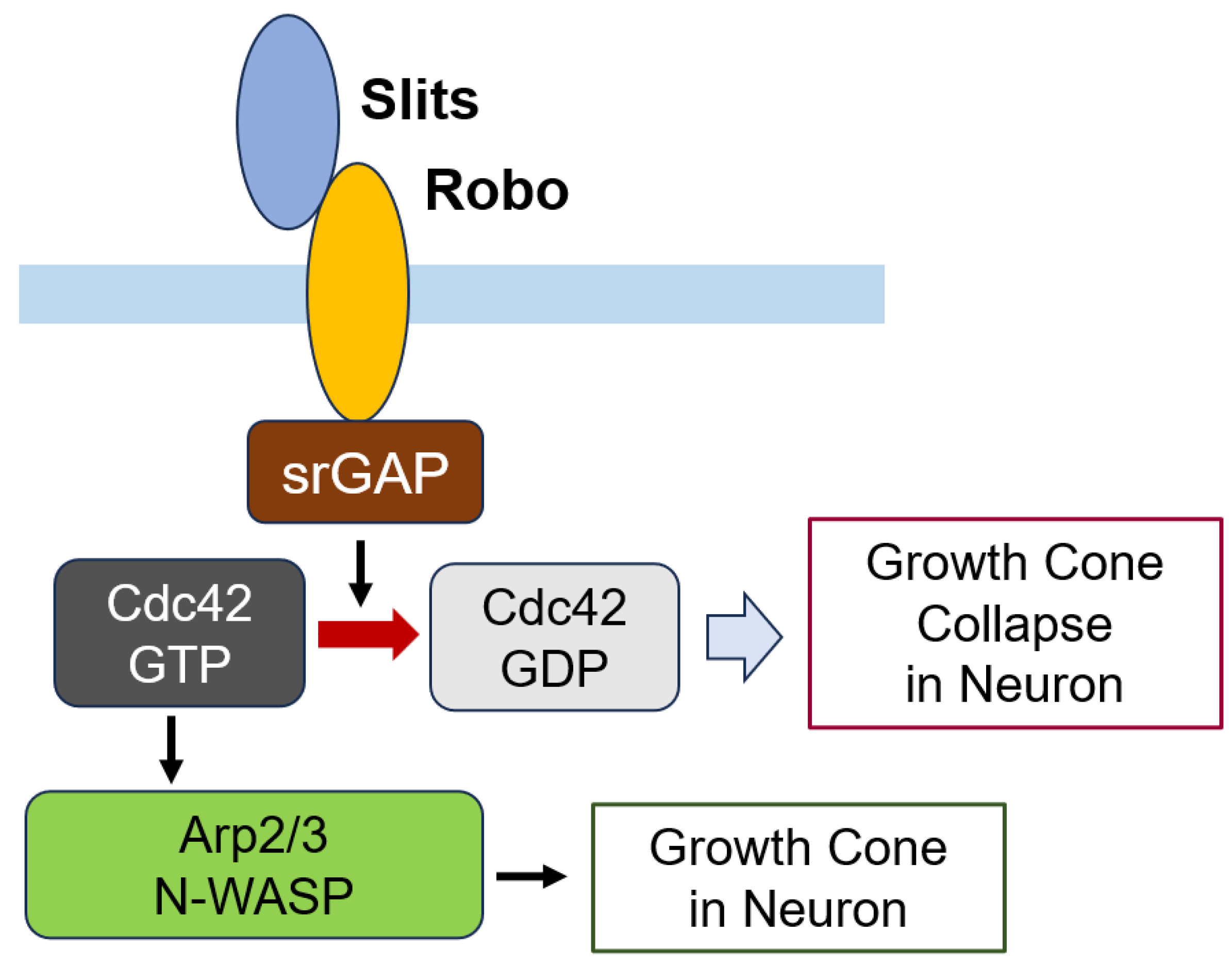 Cells 14 00089 g016 Cells 14 00089 g016
