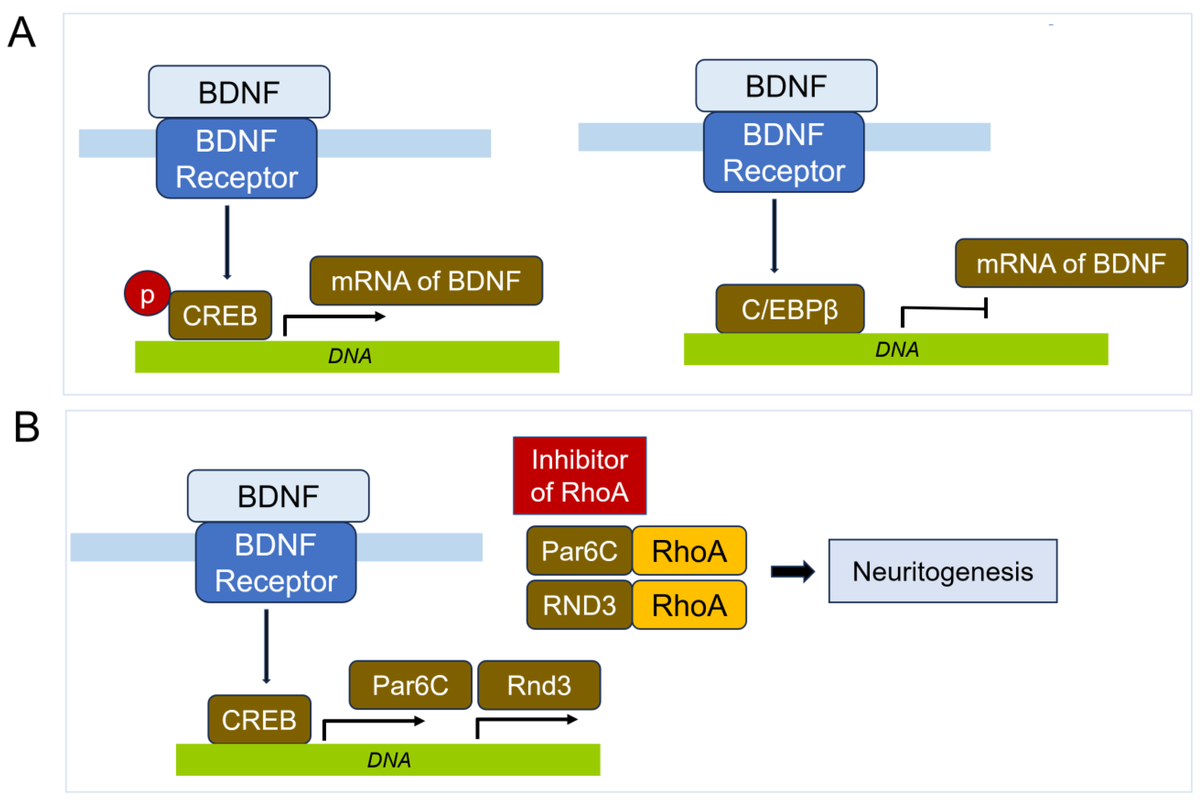 Cells 14 00089 g017 Cells 14 00089 g017