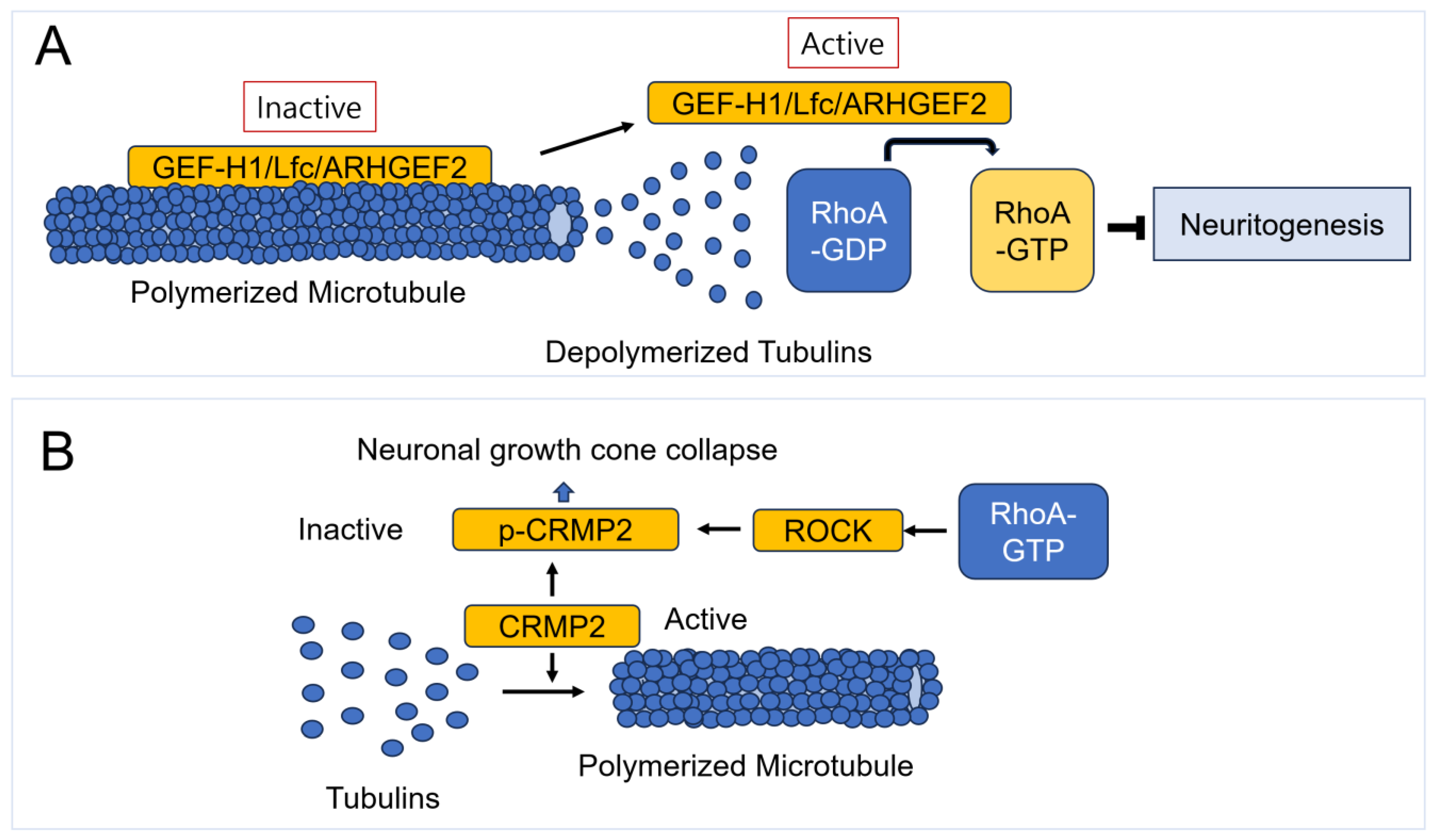 Cells 14 00089 g018 Cells 14 00089 g018