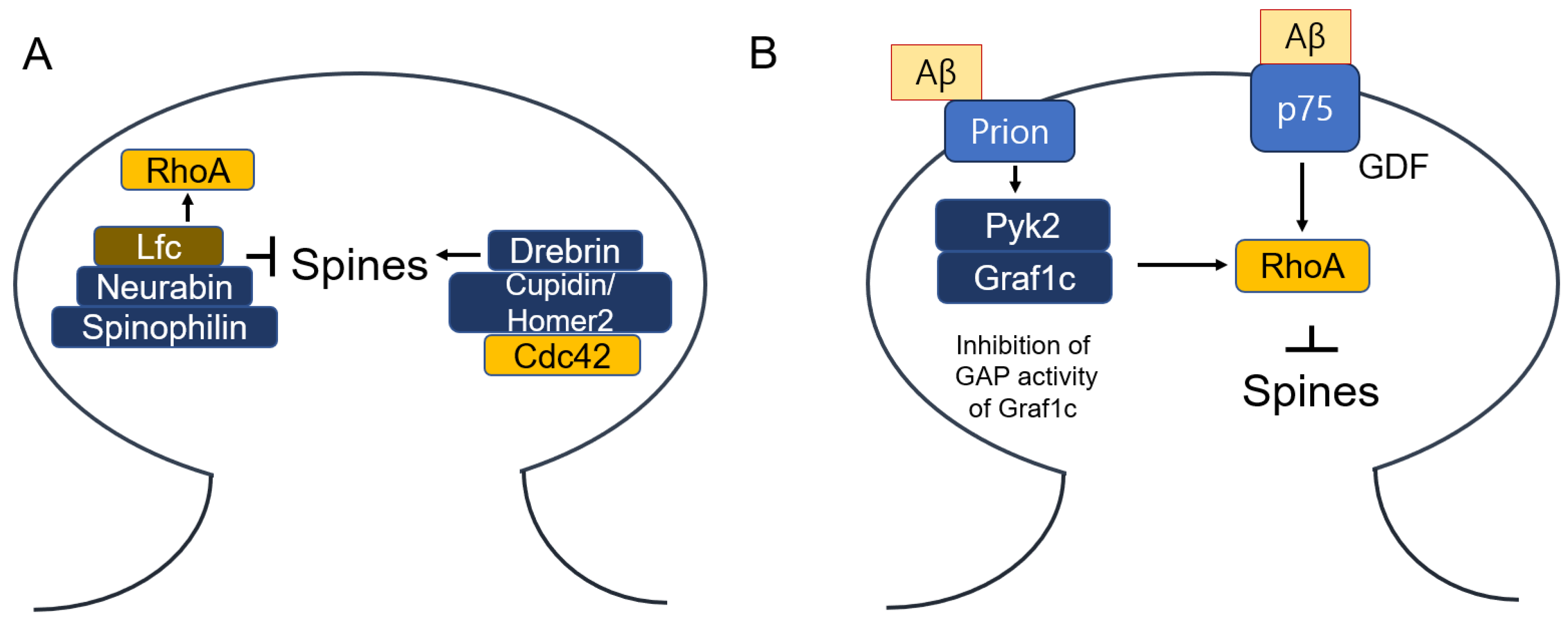 Cells 14 00089 g019 Cells 14 00089 g019