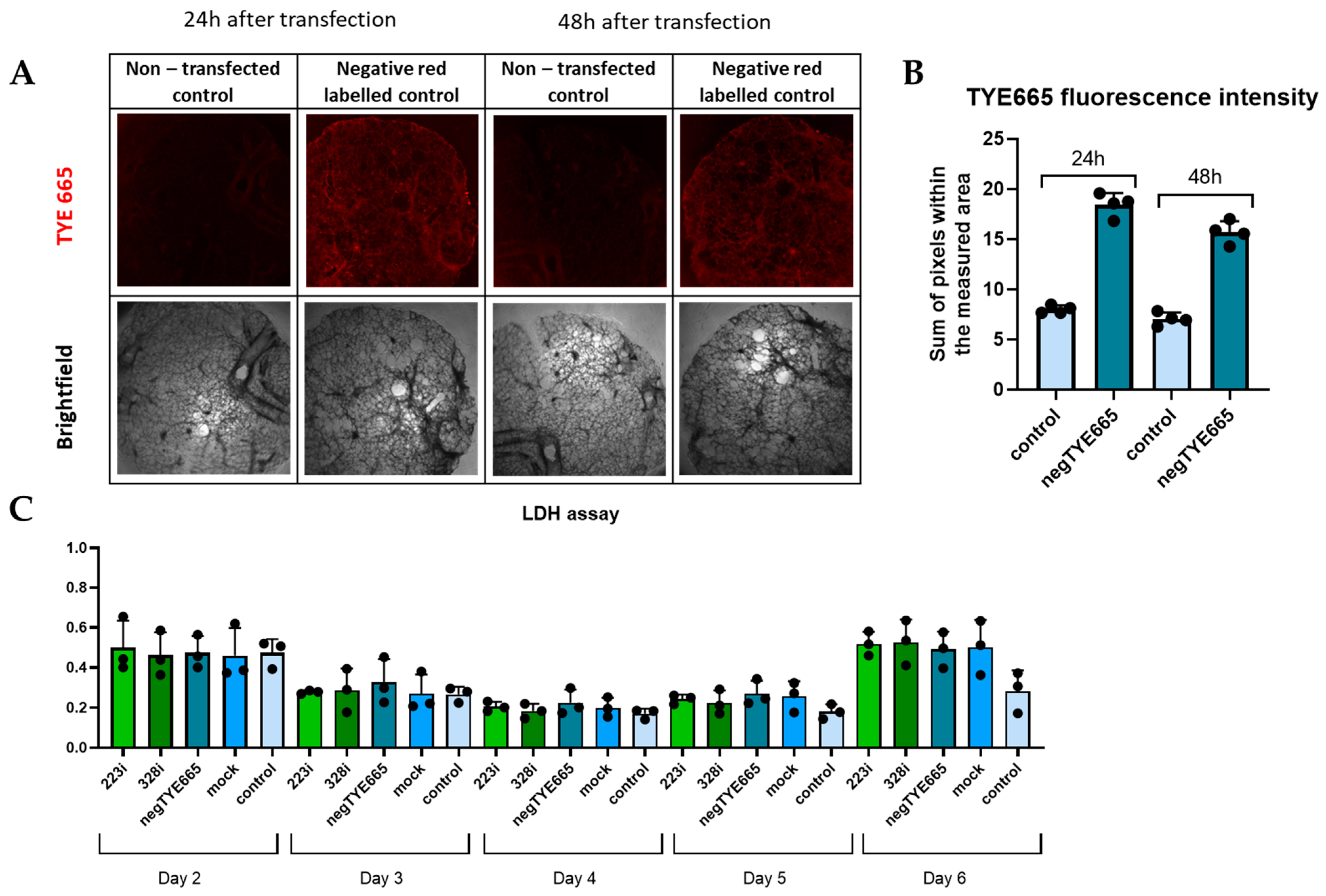 Cells 14 00104 g002 Cells 14 00104 g002