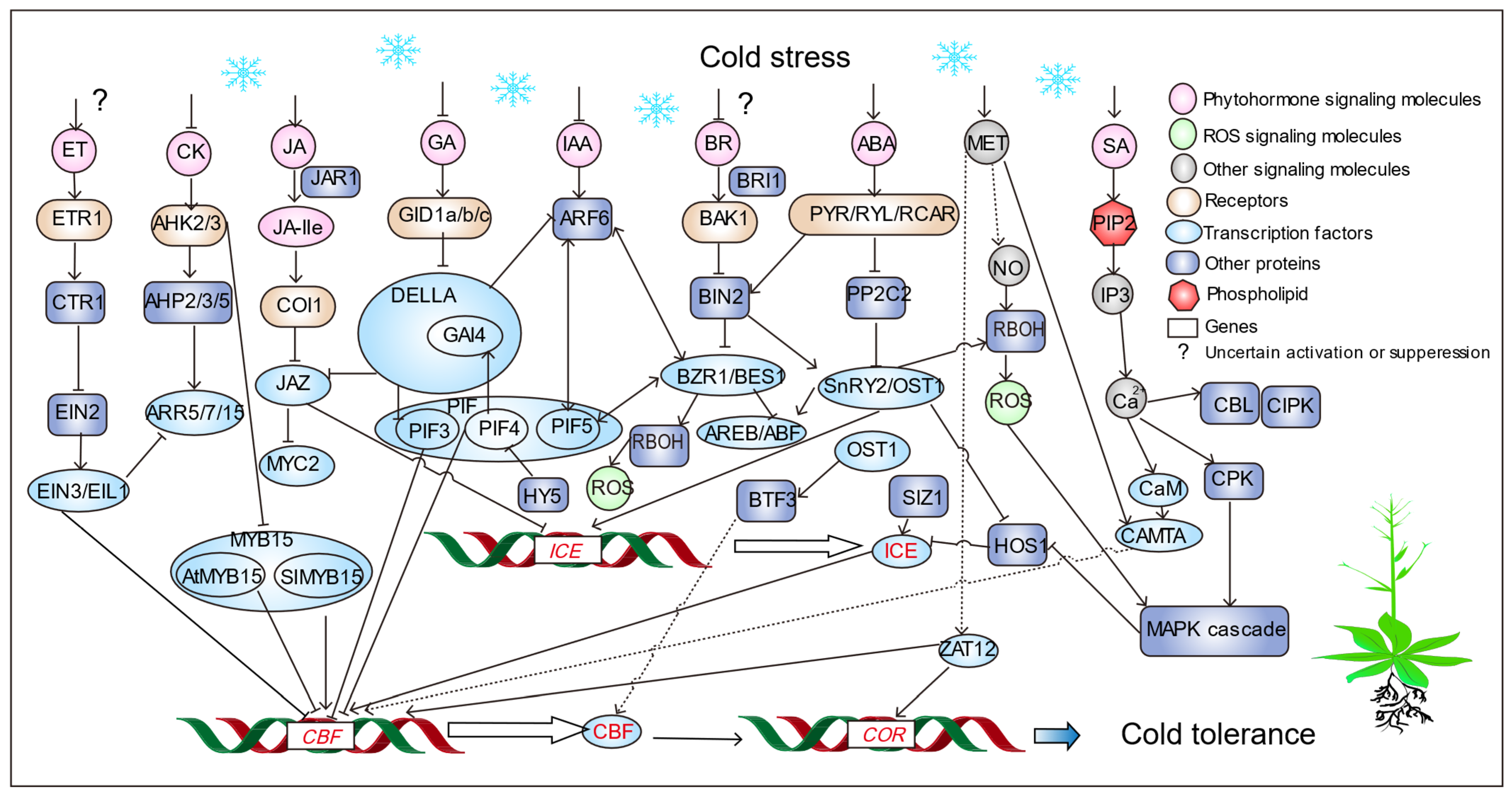 Nana  Plant Coping with Cold Stress: Molecular and Physiological