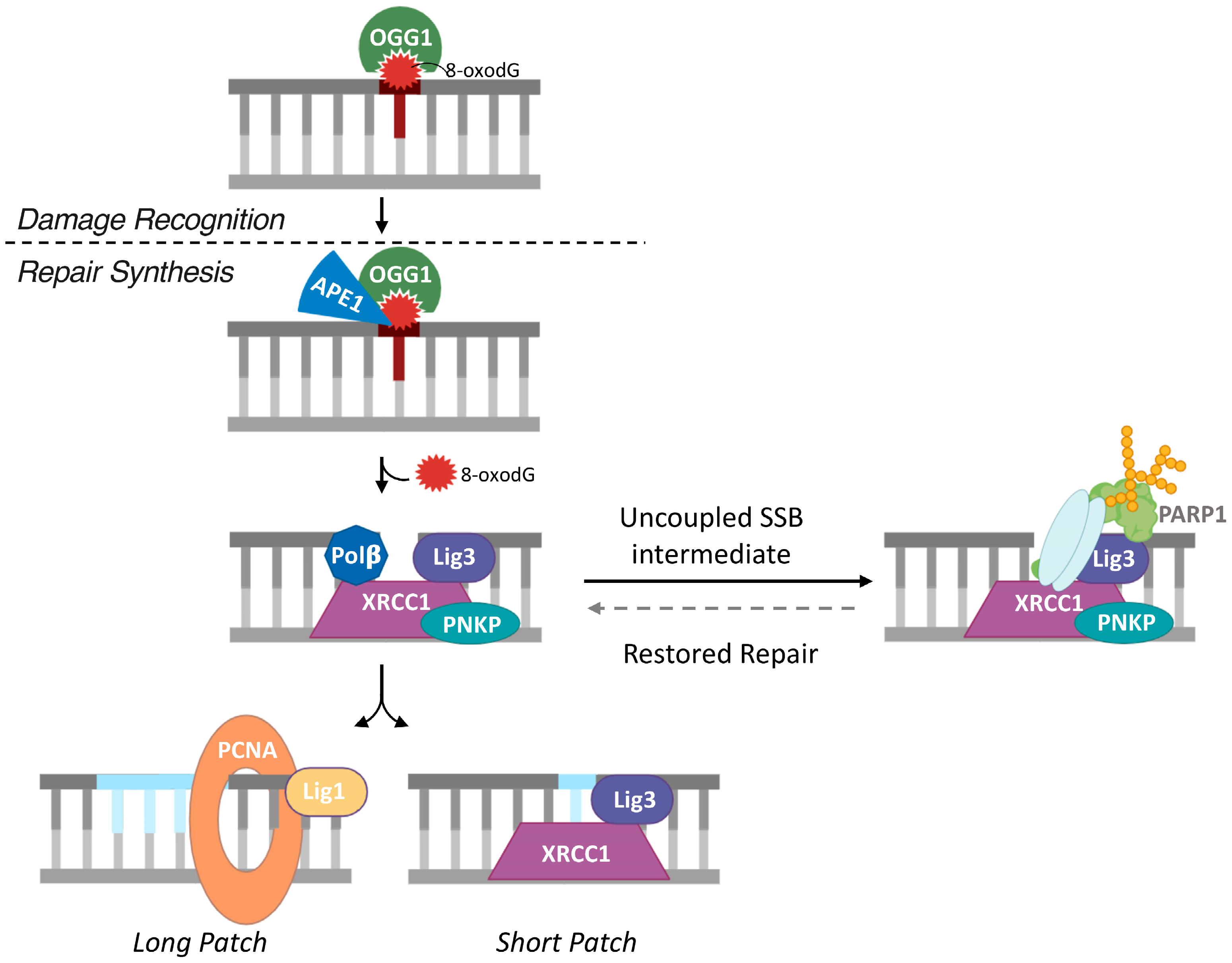 Targeting the 8-oxodG Base Excision Repair Pathway for