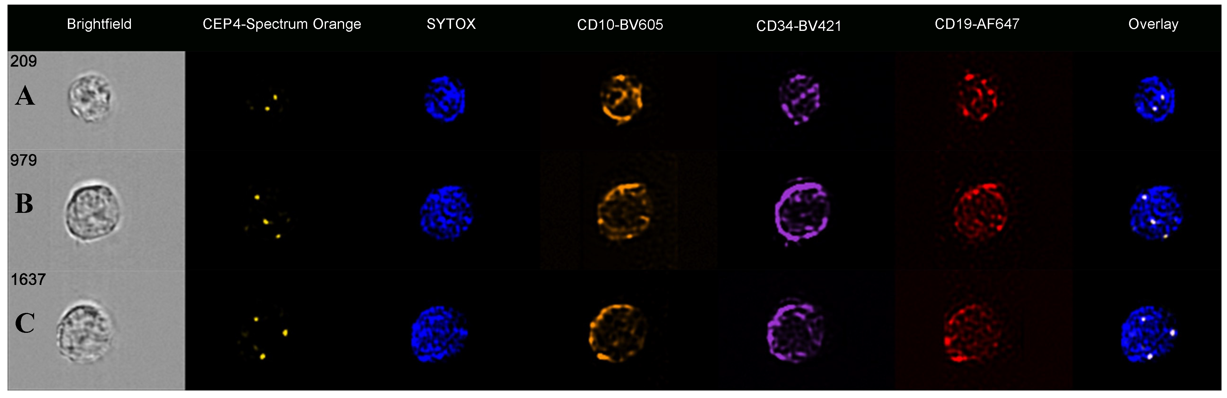 Cells 14 00114 g001 Cells 14 00114 g001