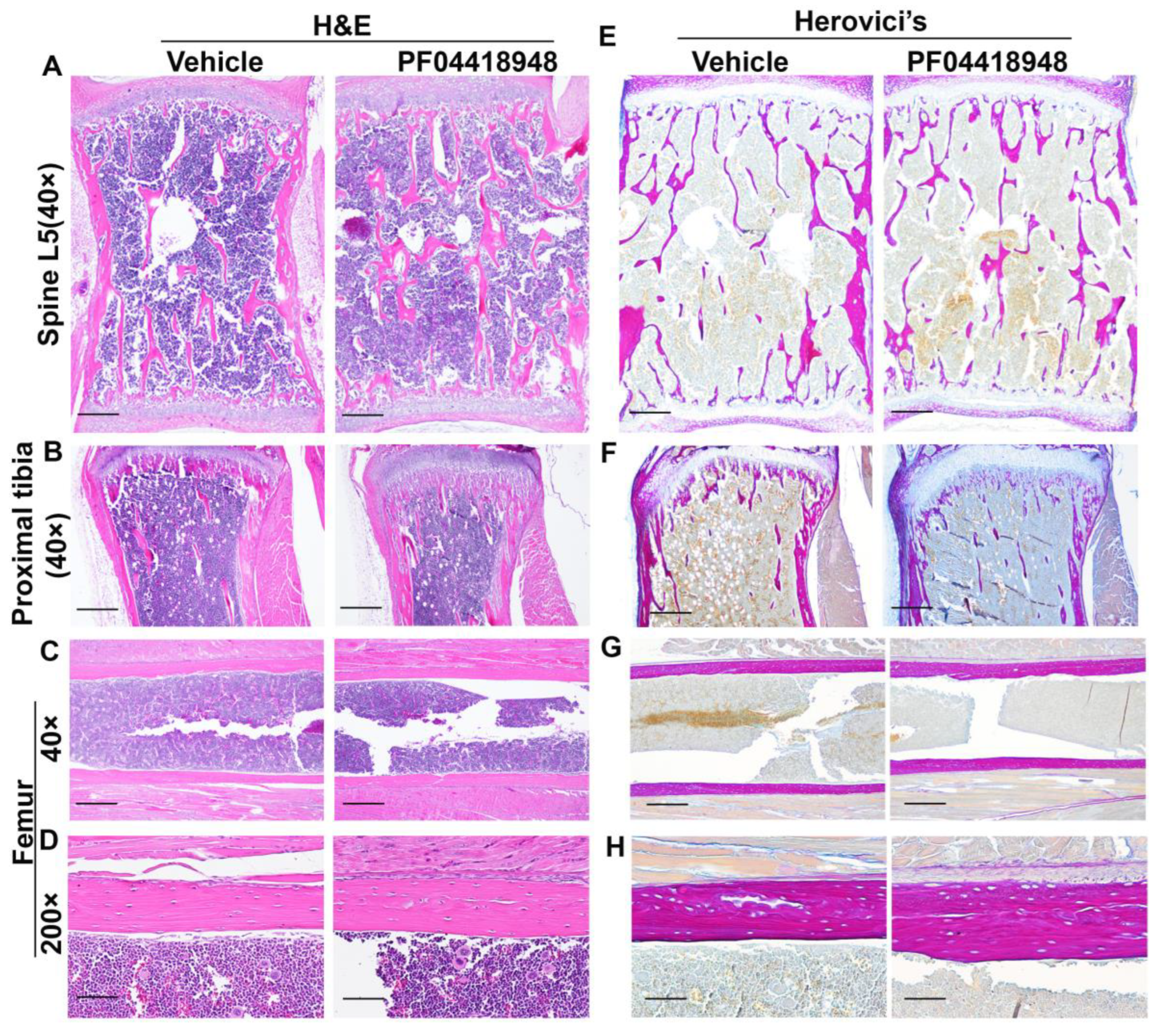 Cells 14 00116 g008 Cells 14 00116 g008