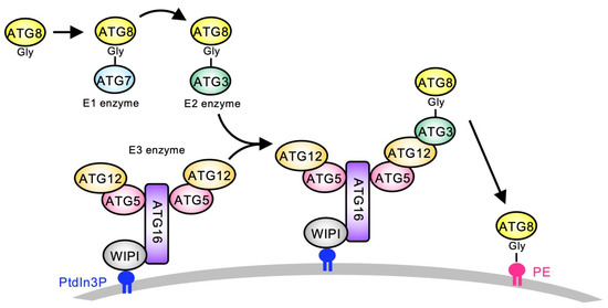 Discovery of Evolutionary Loss of the Ubiquitin-like Autophagy-Related ...