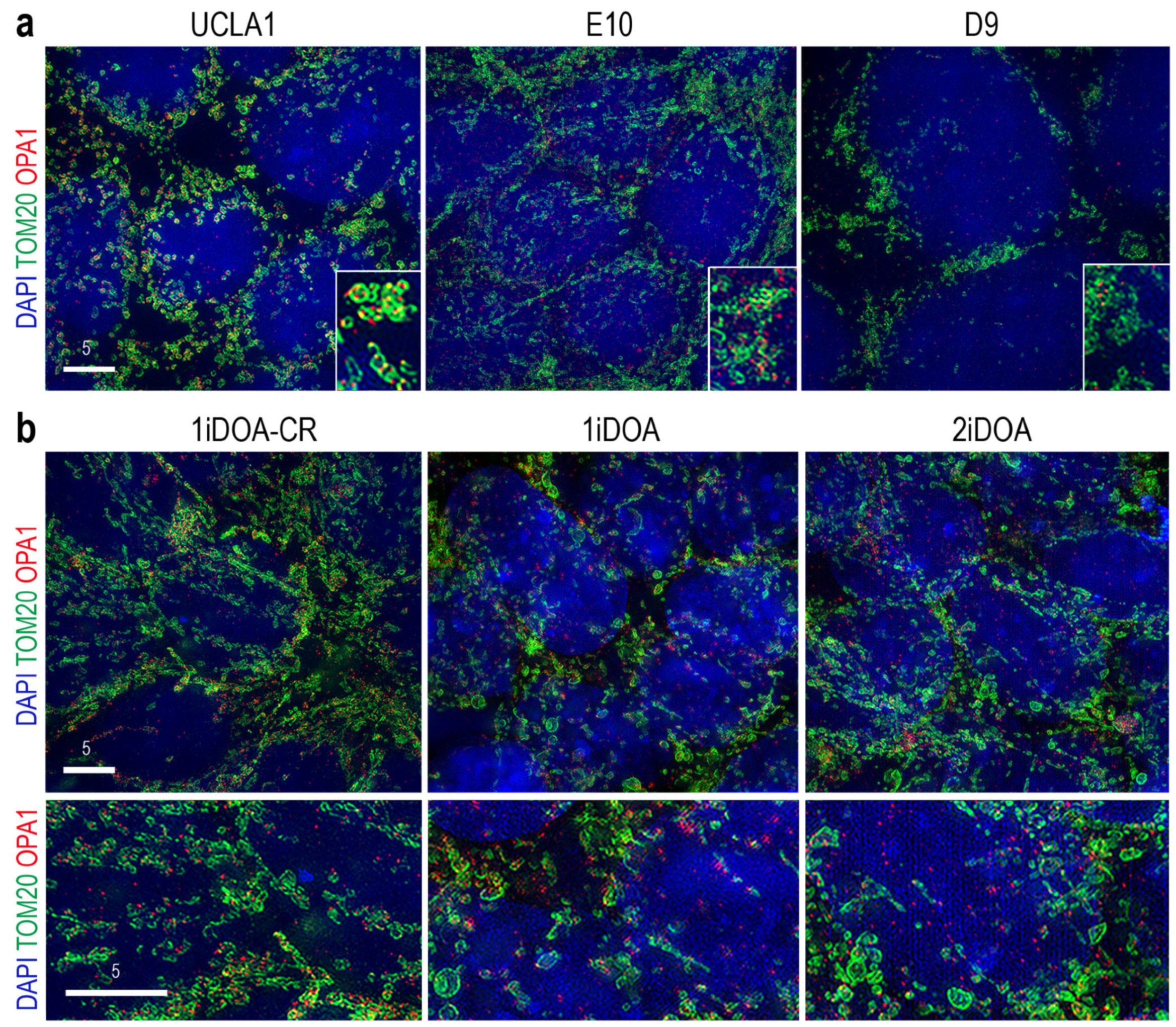 Cells 14 00137 g004 Cells 14 00137 g004