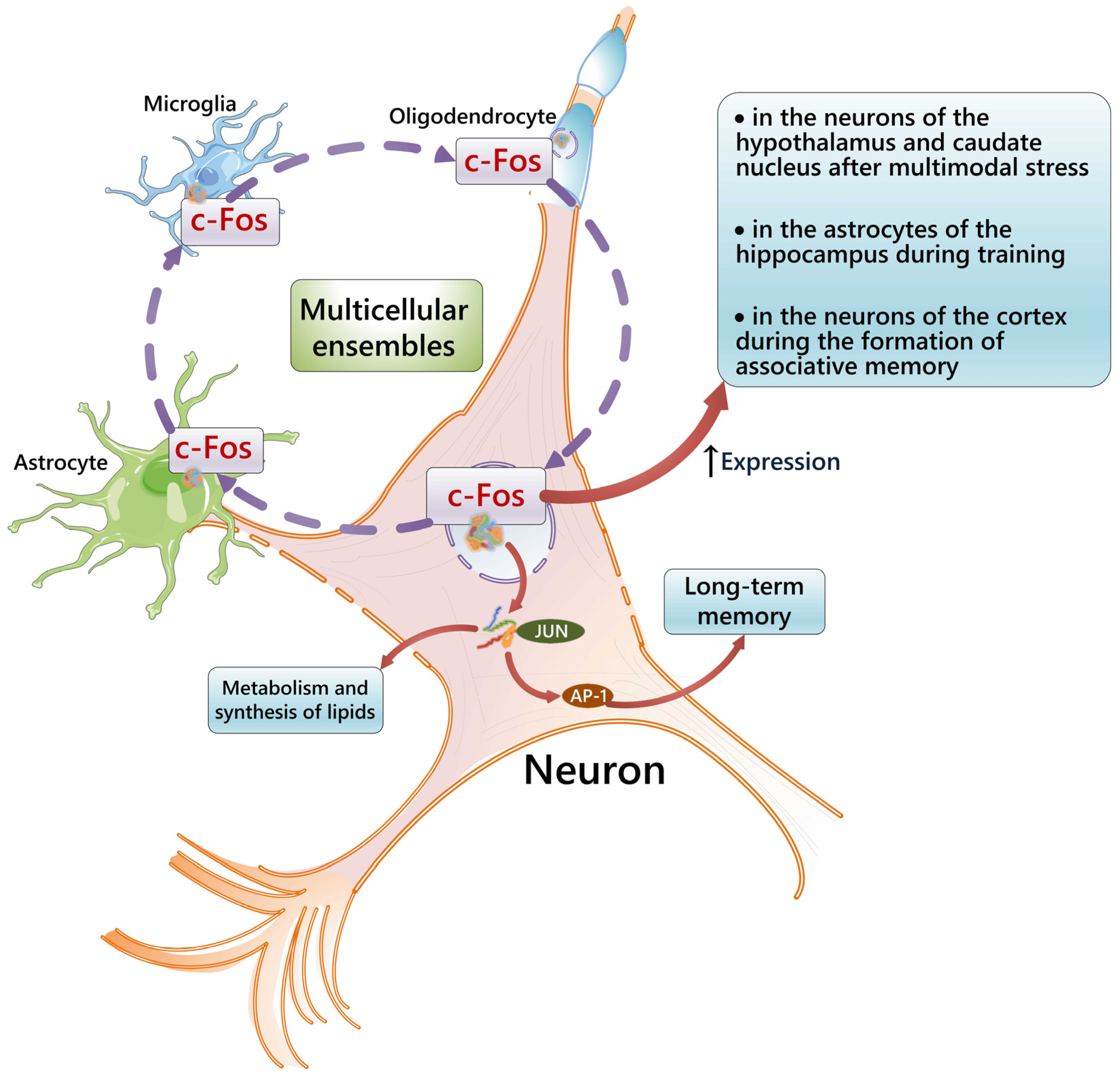 Cells 14 00143 g003 Cells 14 00143 g003