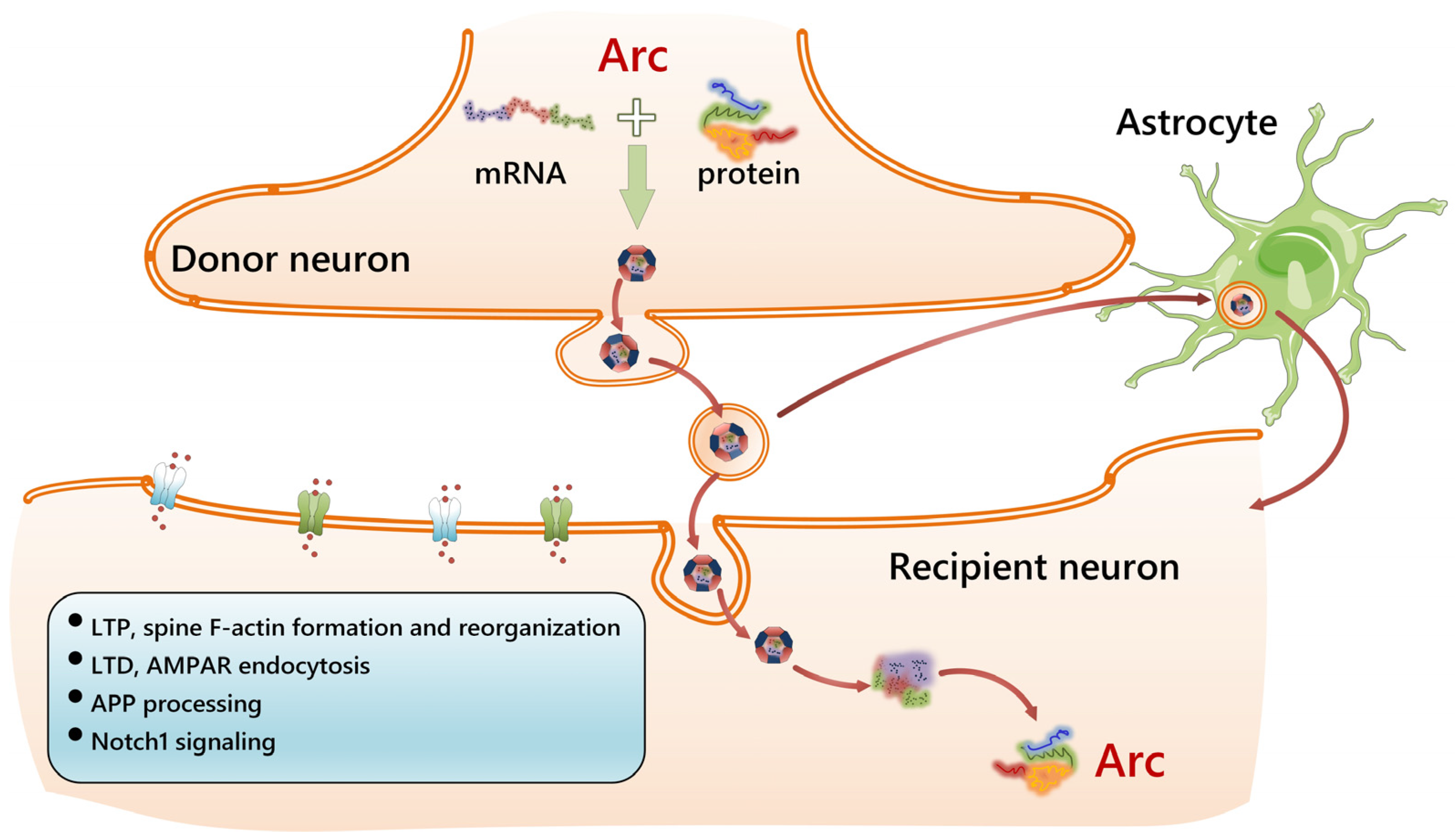 Cells 14 00143 g004 Cells 14 00143 g004