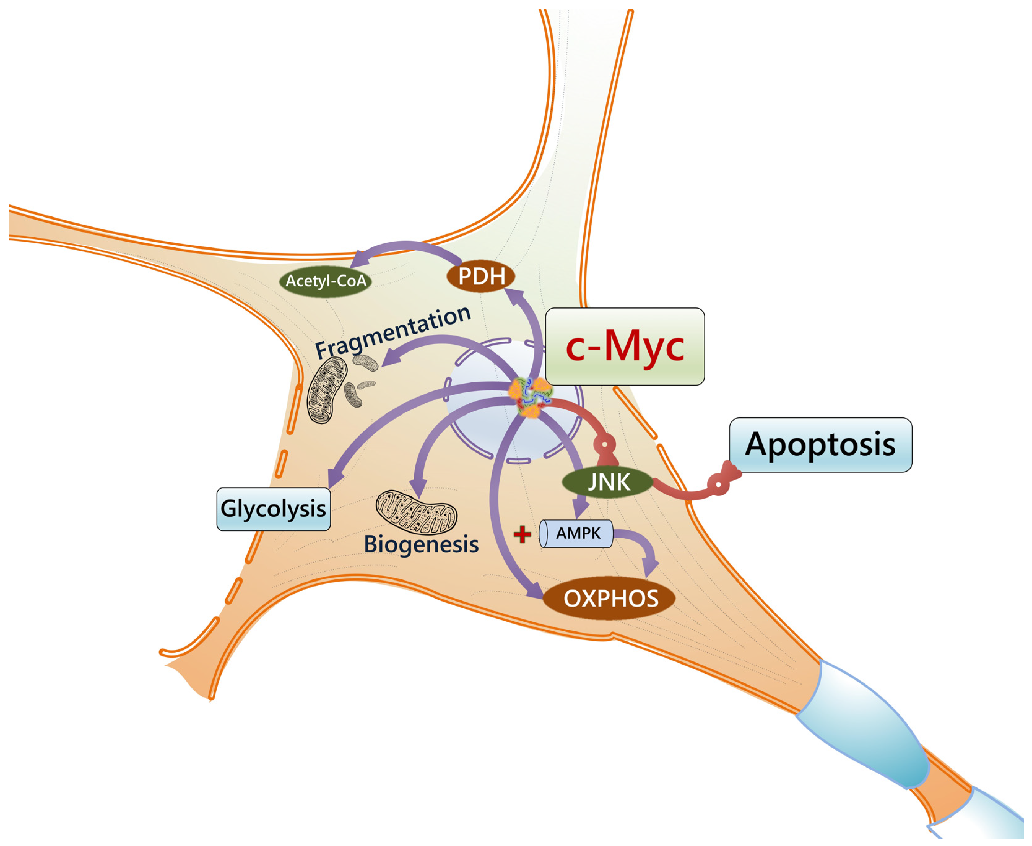 Cells 14 00143 g005 Cells 14 00143 g005