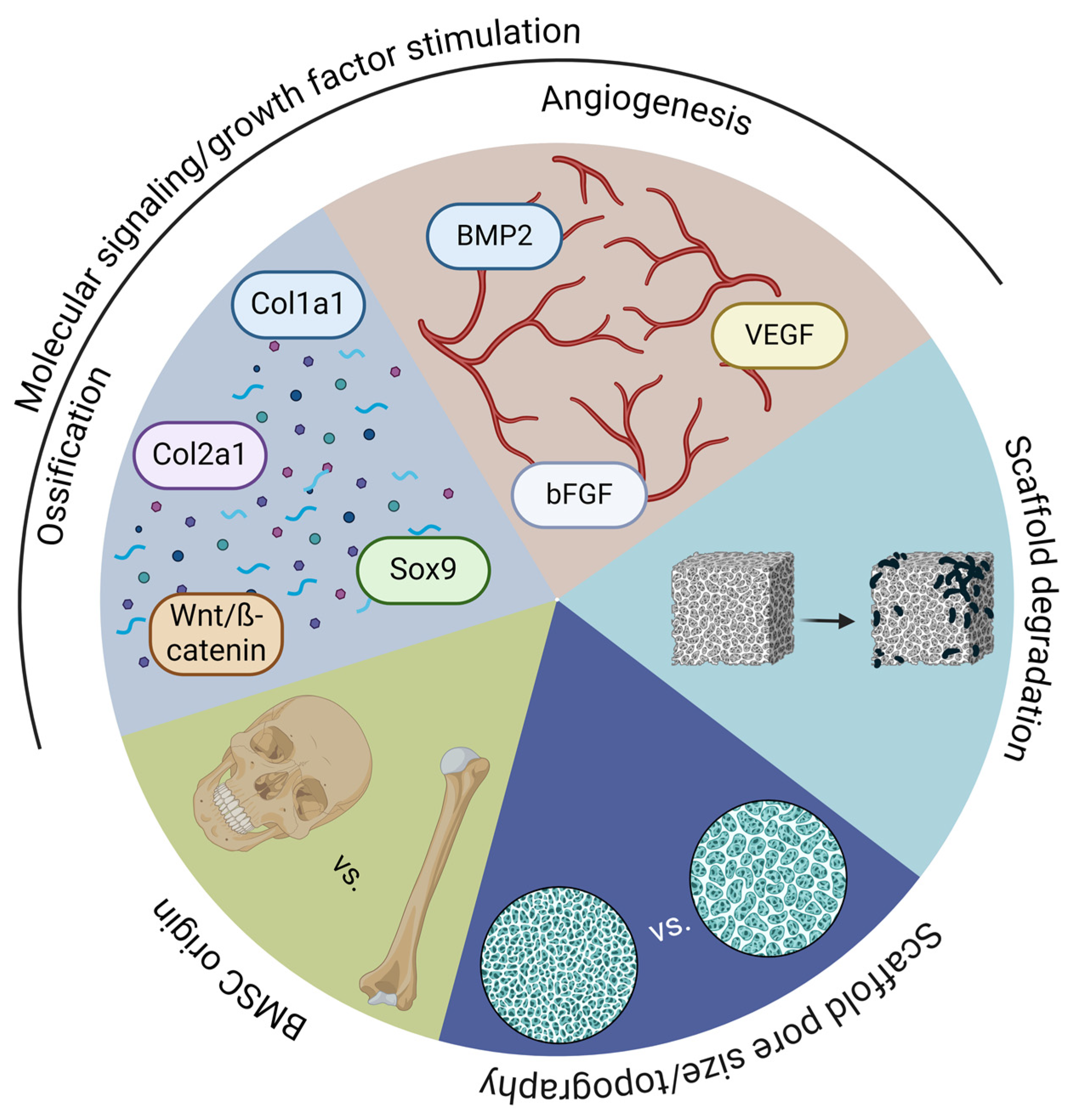 Cells 14 00145 g003 Cells 14 00145 g003