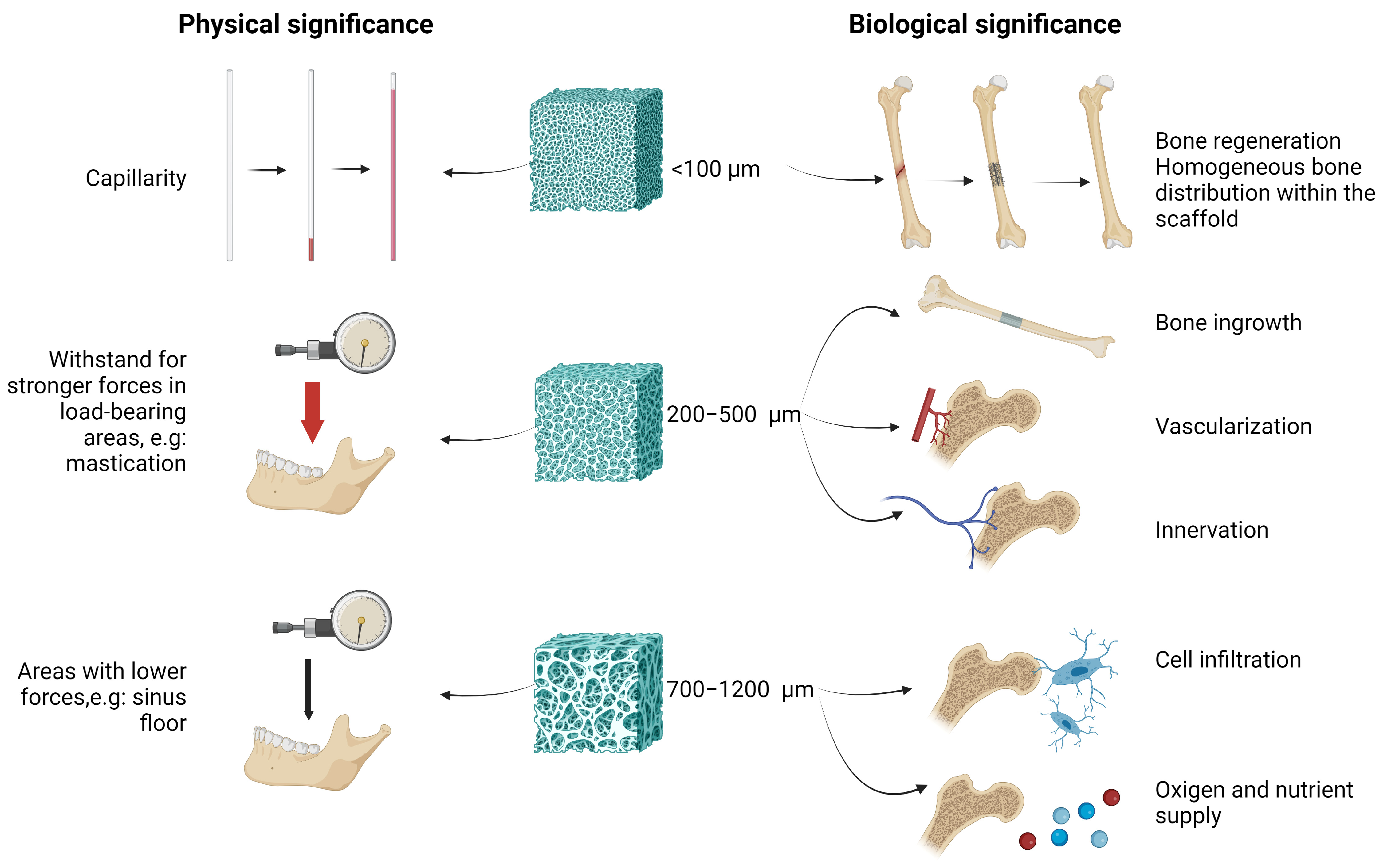 Cells 14 00145 g004 Cells 14 00145 g004