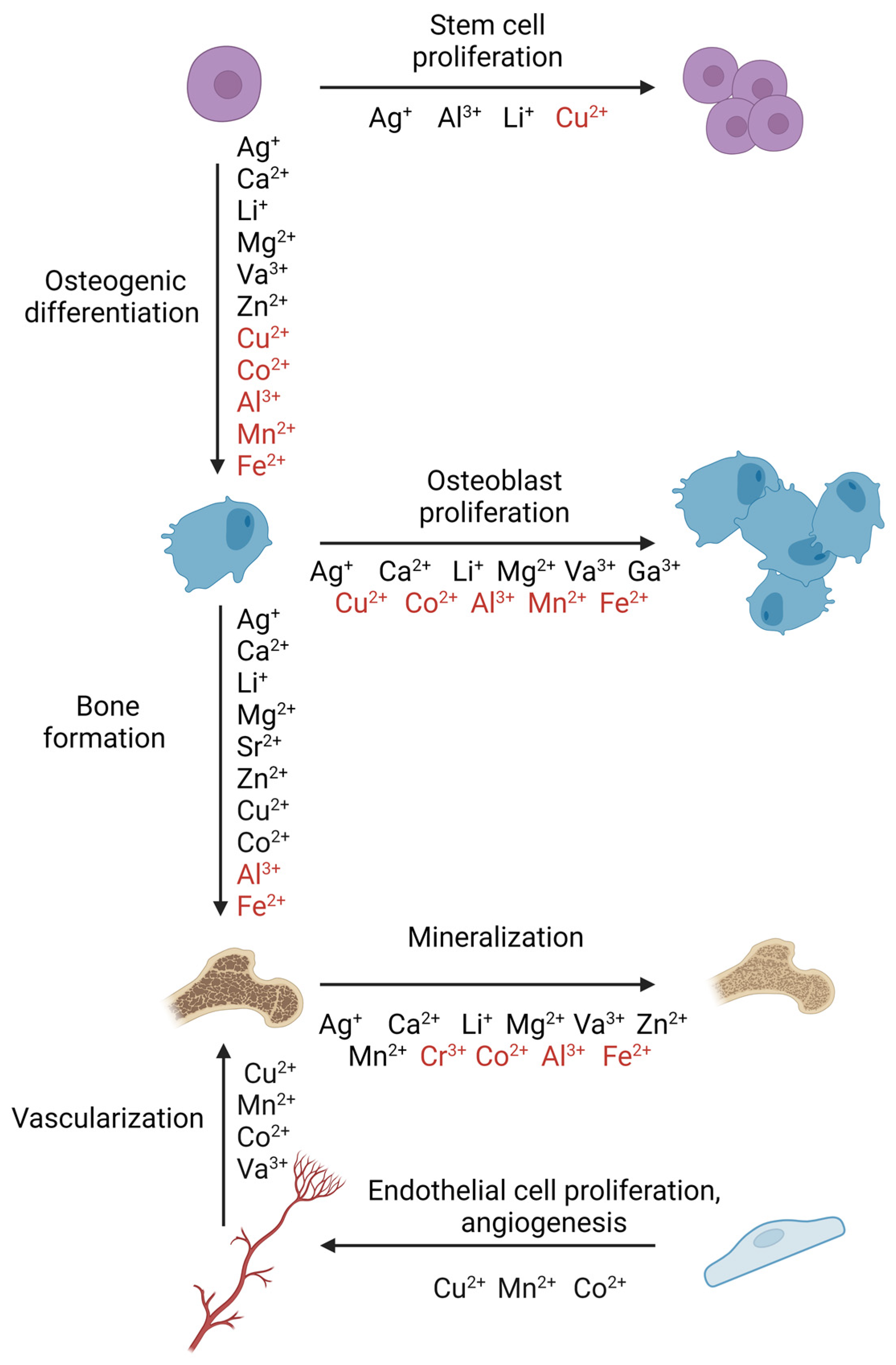 Cells 14 00145 g005 Cells 14 00145 g005