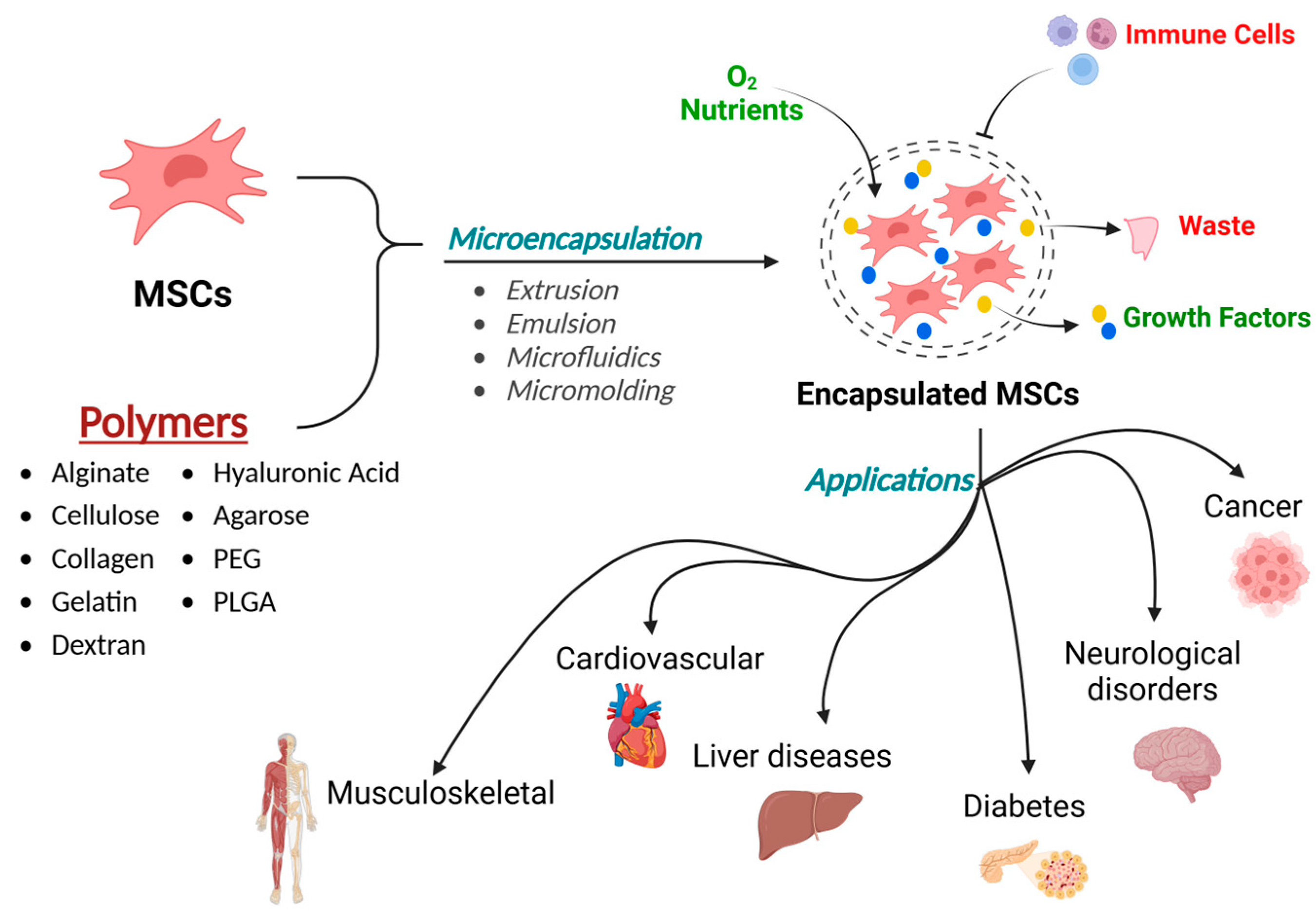Cells 14 00149 g001 Cells 14 00149 g001