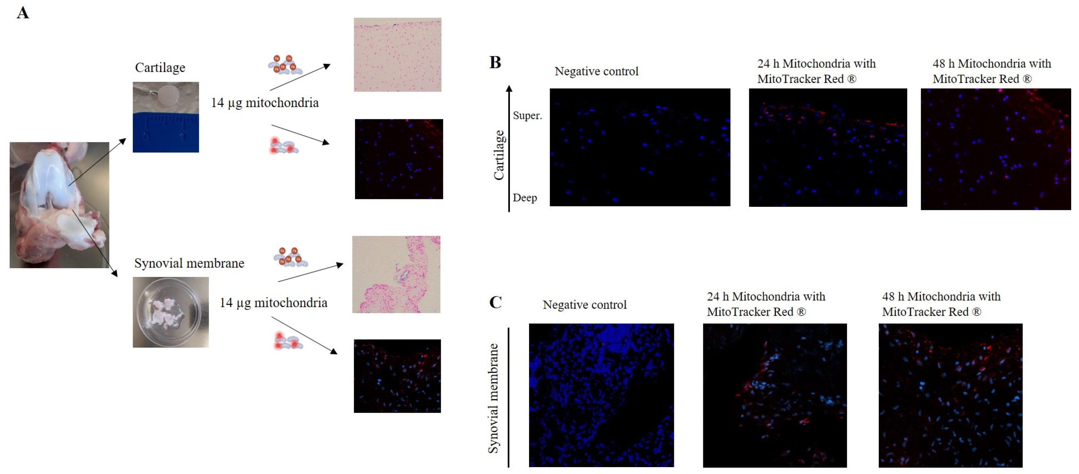 Cells 14 00151 g004