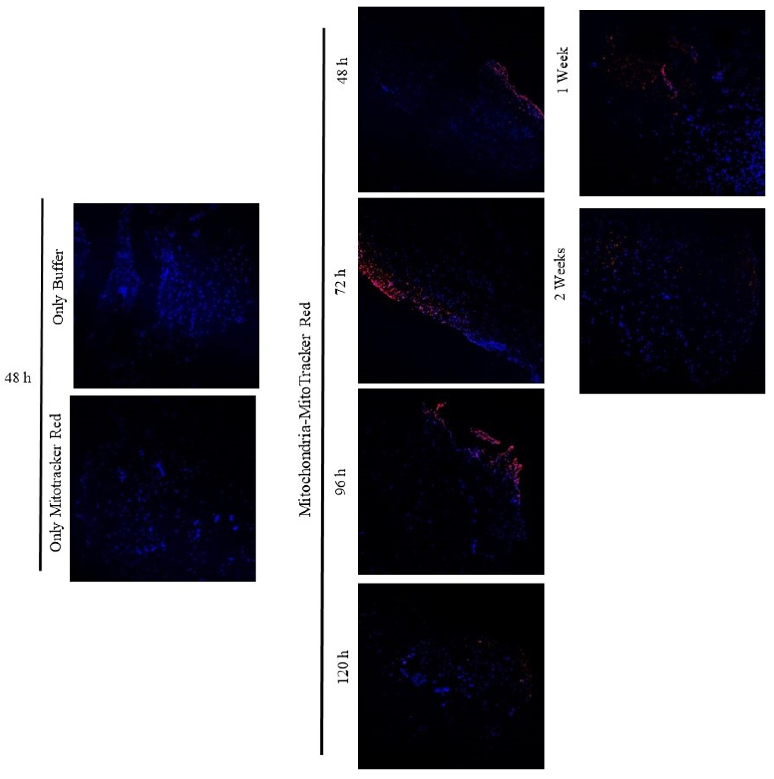 Cells 14 00151 g006