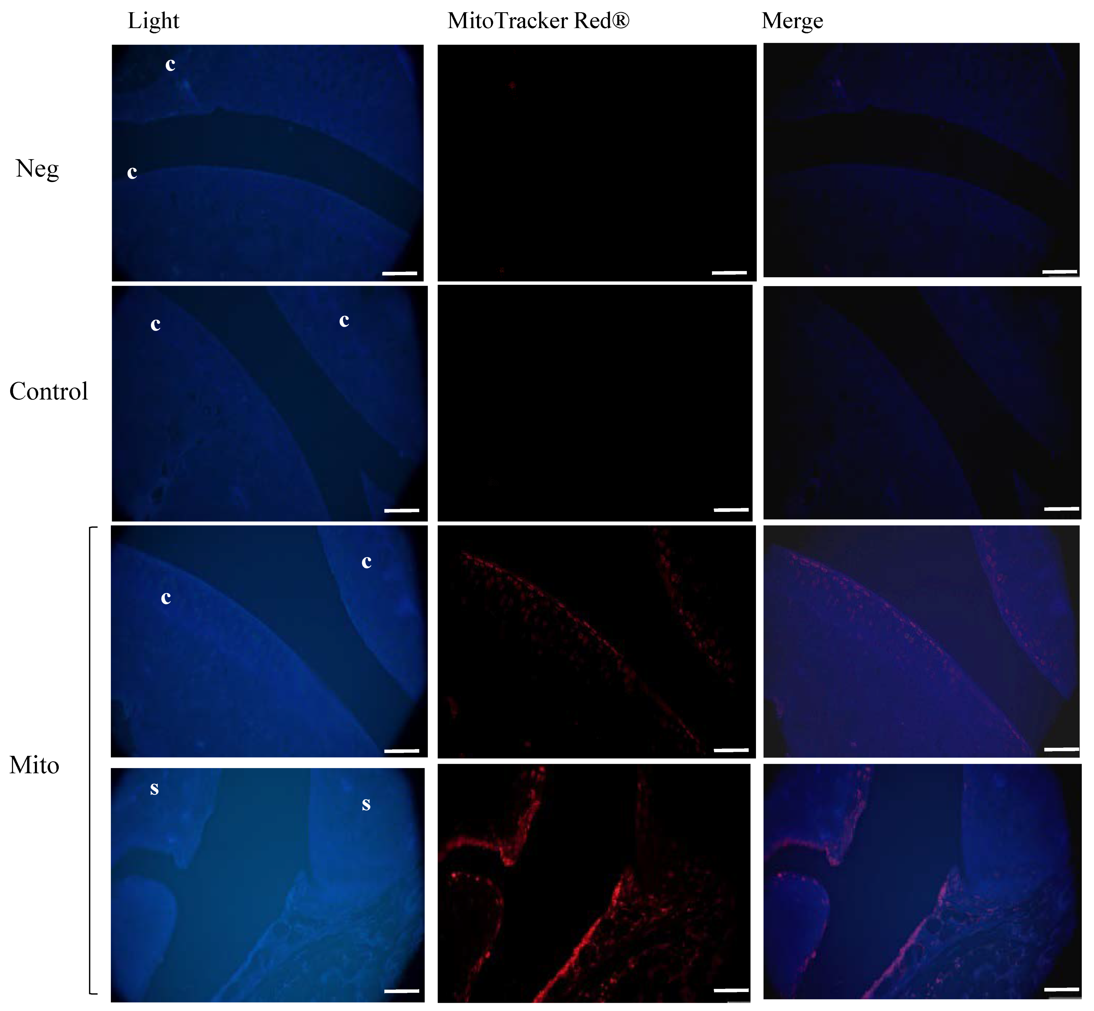 Cells 14 00151 g009