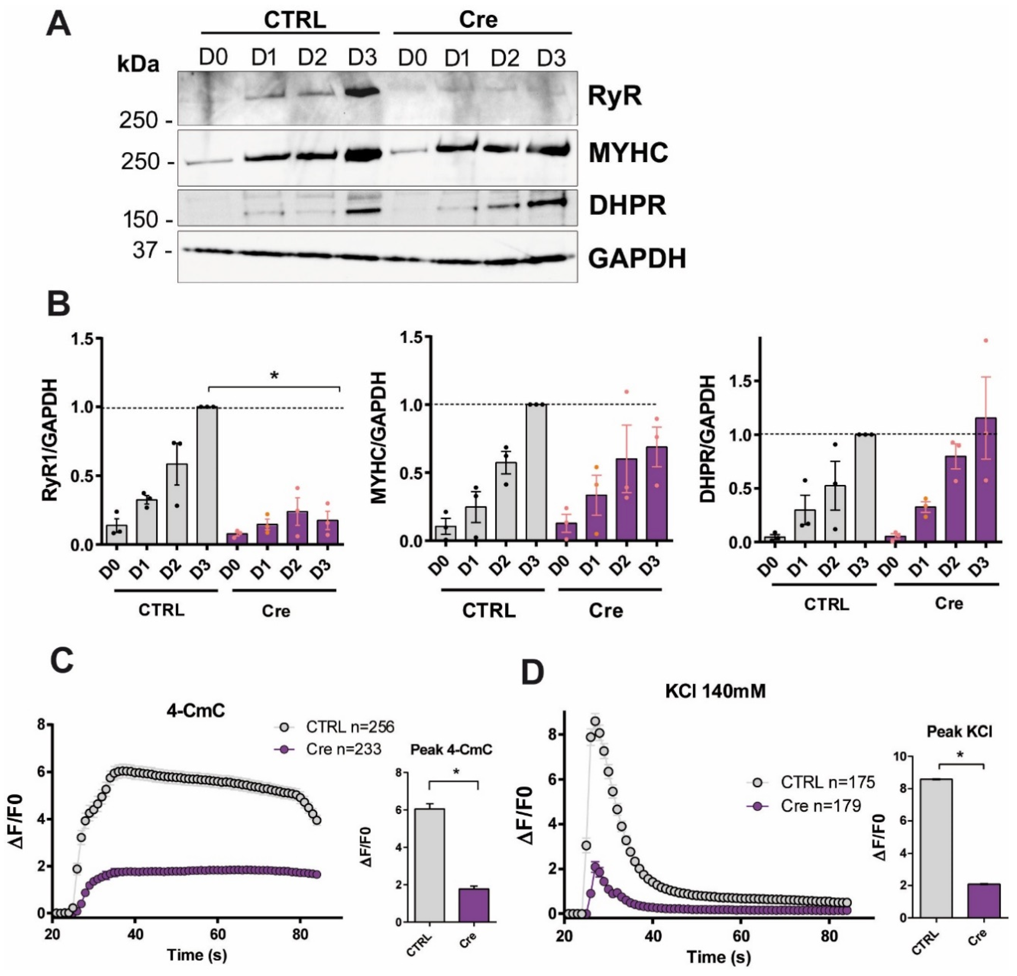Cells 14 00158 g001 Cells 14 00158 g001