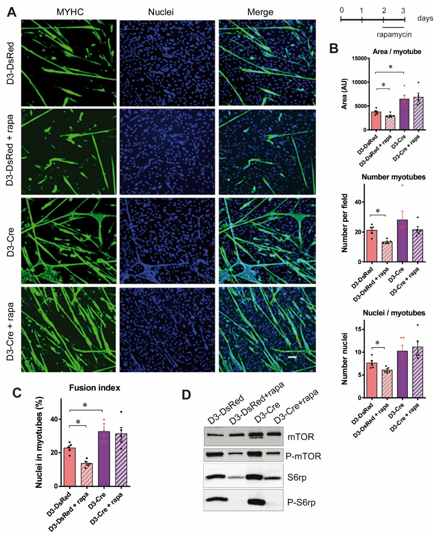 Cells 14 00158 g005 Cells 14 00158 g005