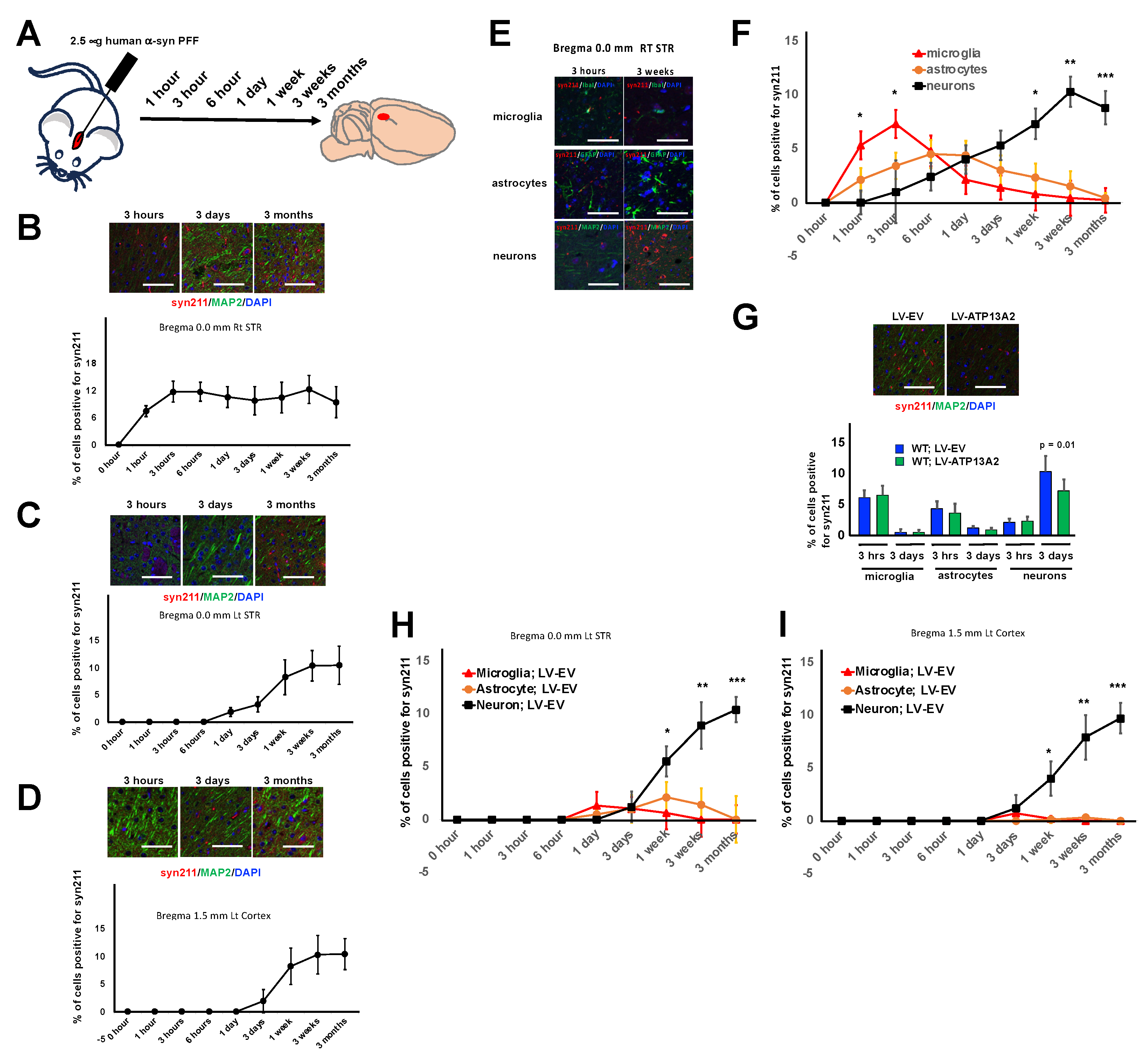 Cells 14 00163 g002 Cells 14 00163 g002