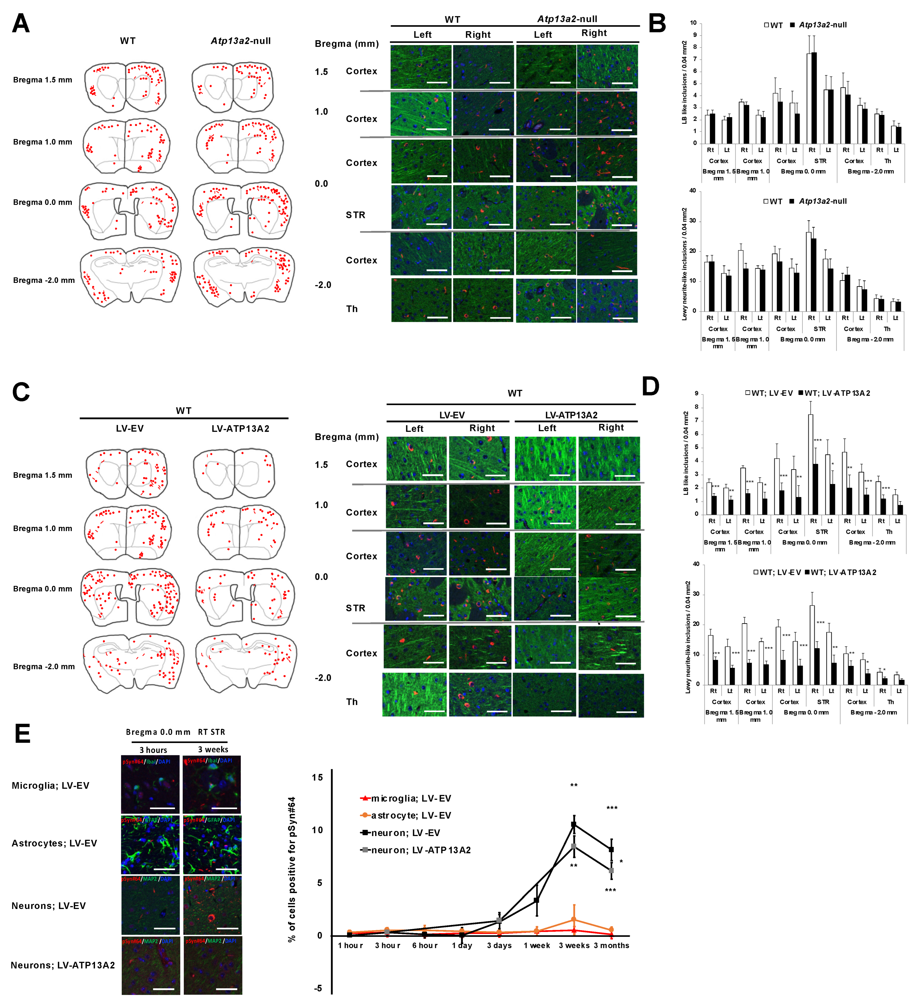 Cells 14 00163 g003 Cells 14 00163 g003