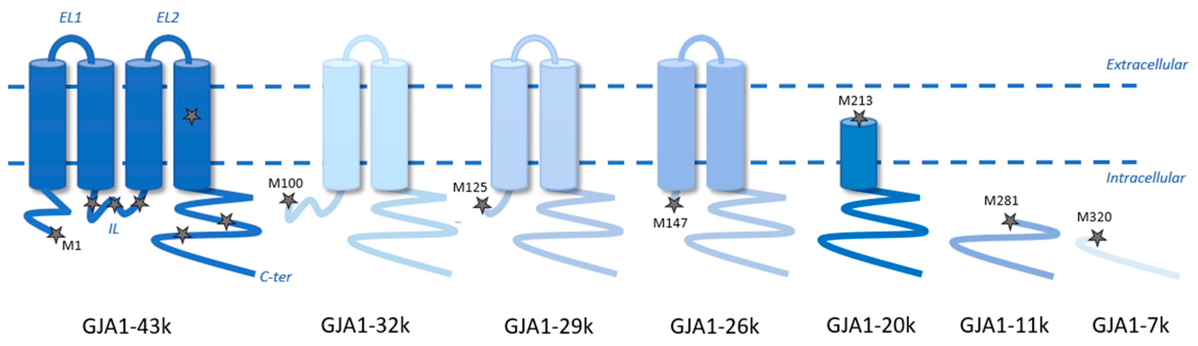 Cells 14 00180 g001 Cells 14 00180 g001