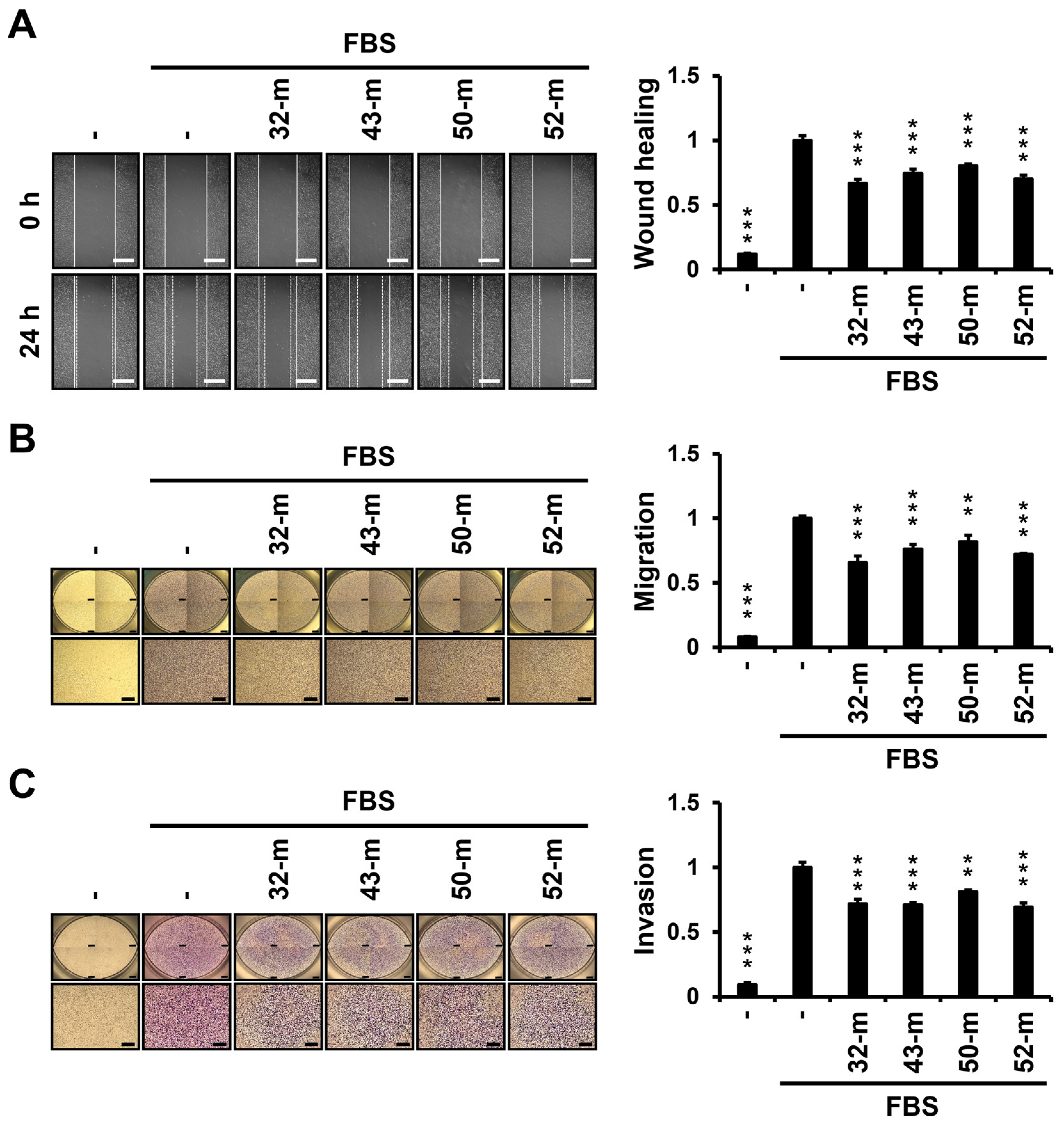 Cells 14 00181 g004 Cells 14 00181 g004