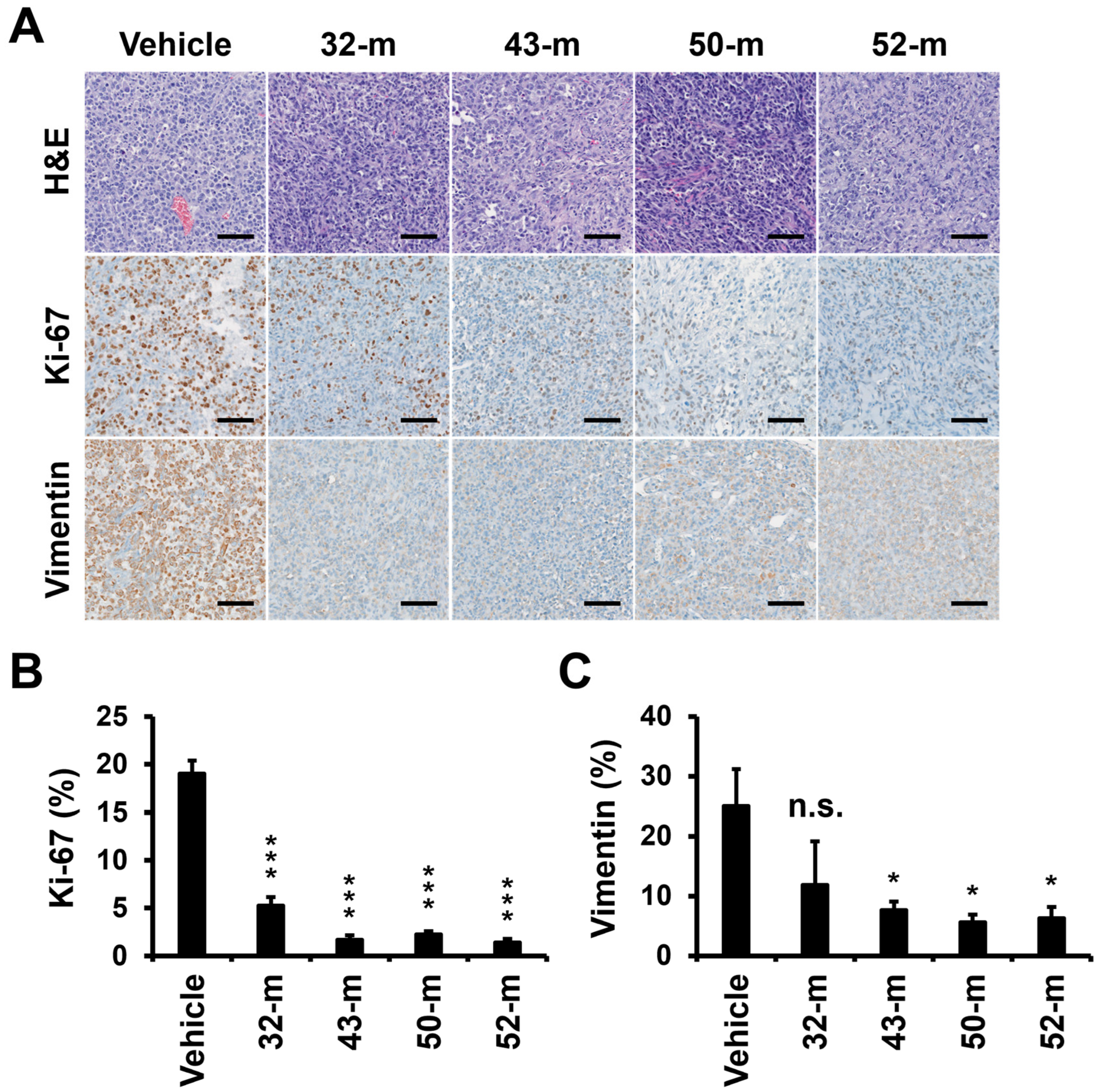 Cells 14 00181 g007 Cells 14 00181 g007